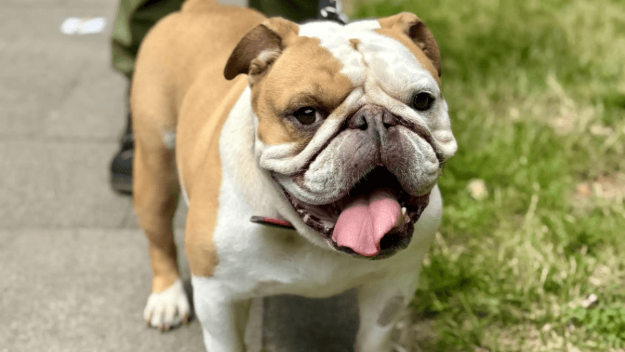 Hündin Biene: Die englische Bulldogge ist etwa fünf bis sechs Jahre alt.