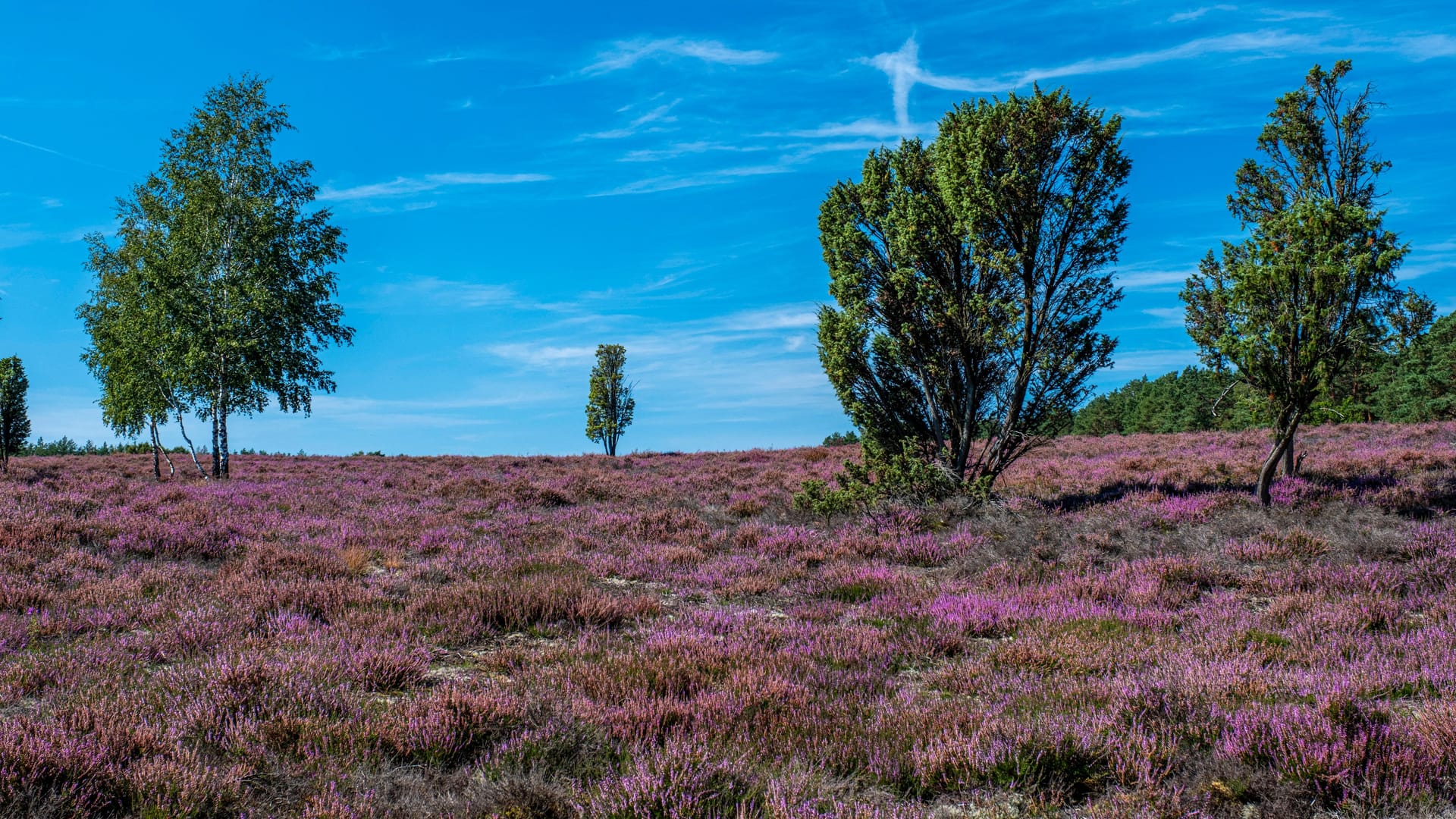 Heidefläche in der Südheide: Ein neuer Shuttle bringt Wanderer an ihren Startort. Heidefläche in der Südheide: Ein neuer Shuttle bringt Wanderer an ihren Startort.