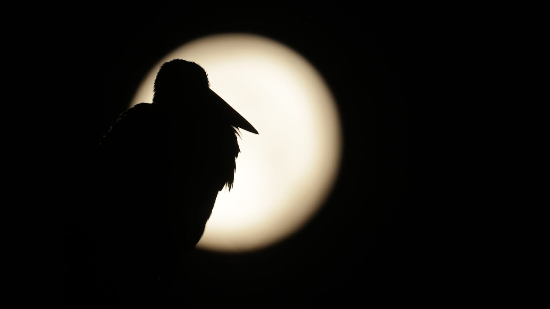 Vollmond