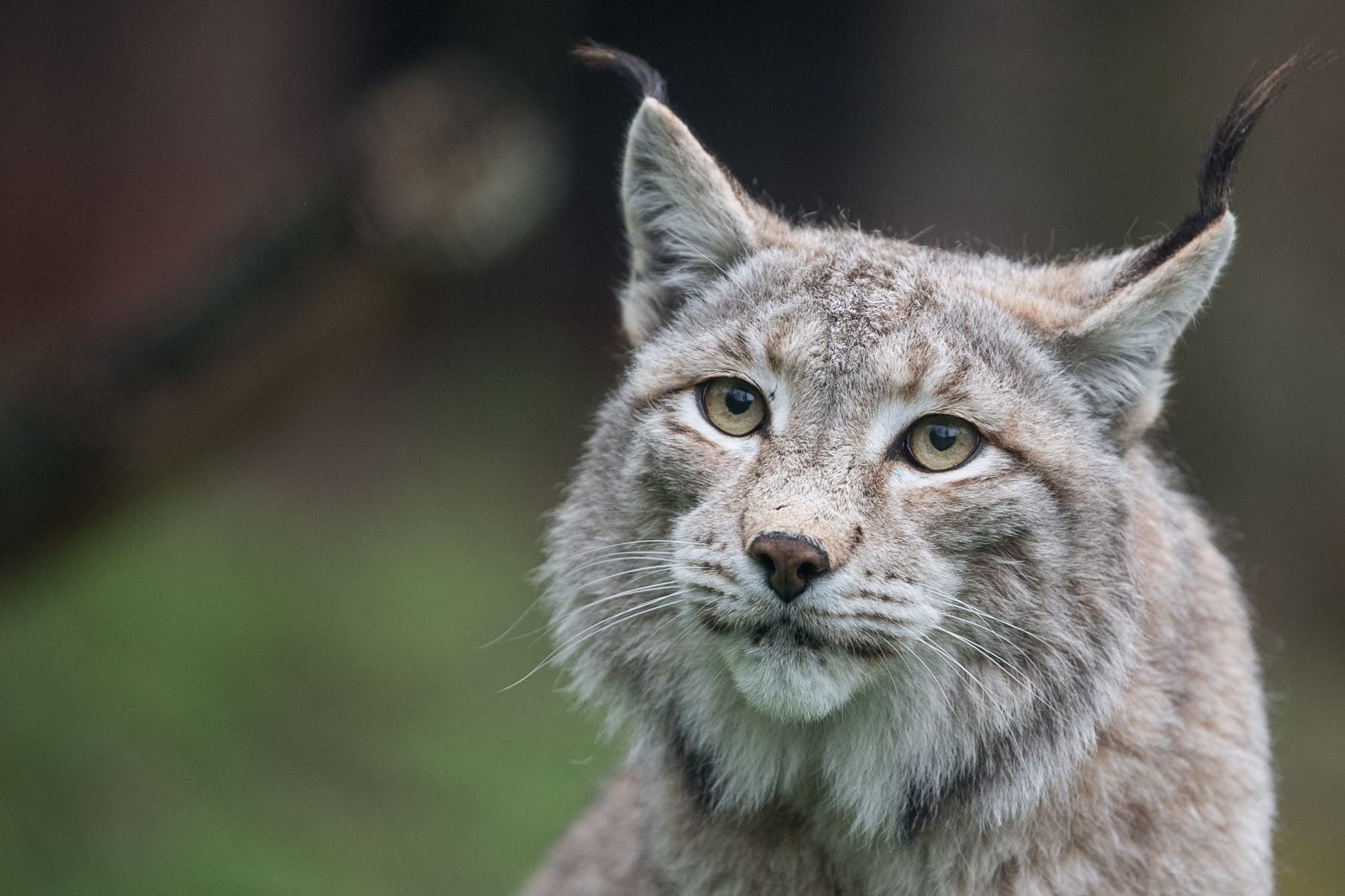 Eurasischer Luchs