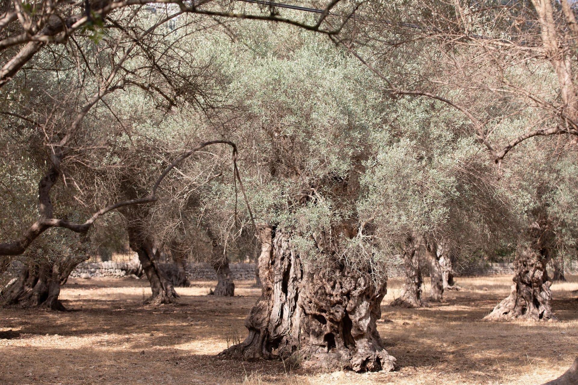 Wassernappheit auf Mallorca