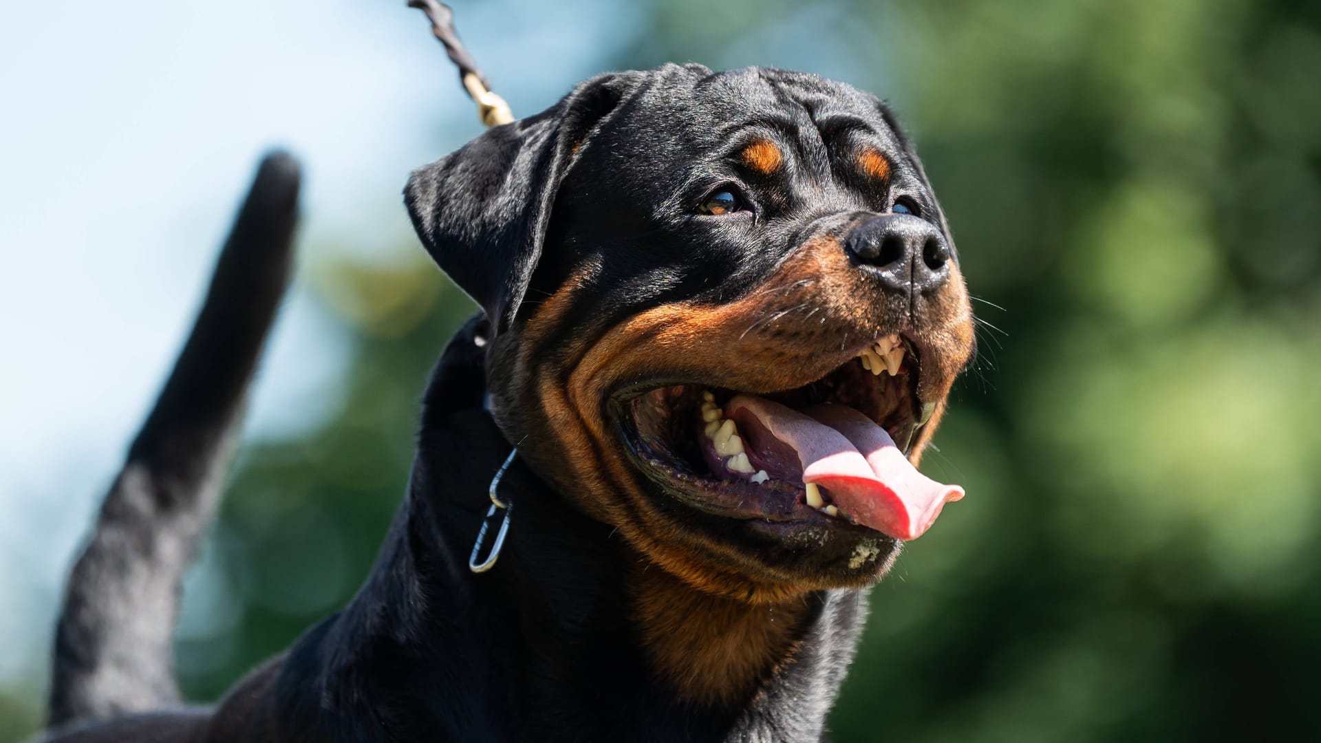 Ein Rottweiler an der Leine (Archivbild): Der Hund kam in ein Tierheim.