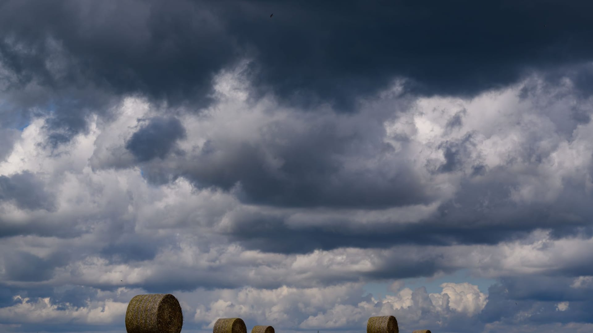 Regen lässt Landwirte um Getreideernte bangen Regen lässt Landwirte um Getreideernte bangen