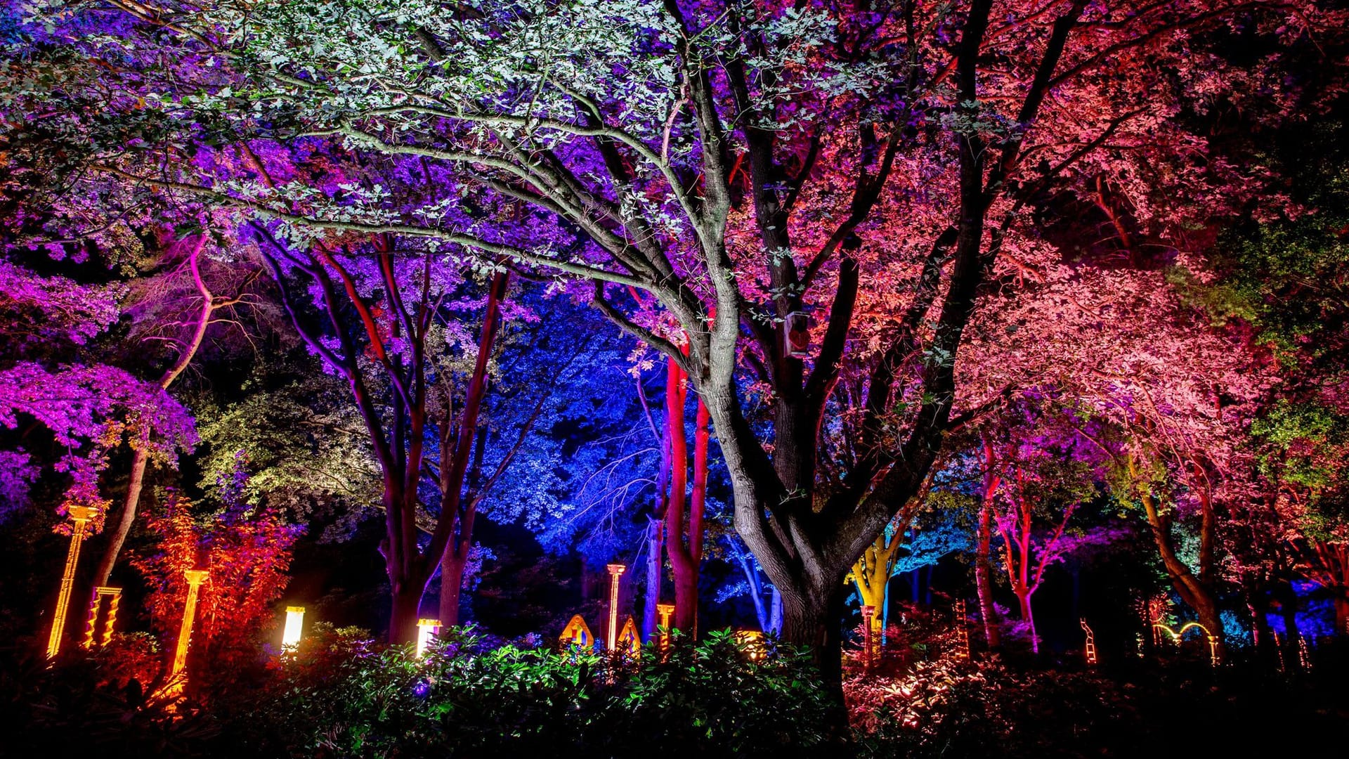 Bäume werden im Park der Gärten farblich illuminiert. Noch bis Mitte September können Besucher in eine Welt voller Licht und Schatten eintauchen.
