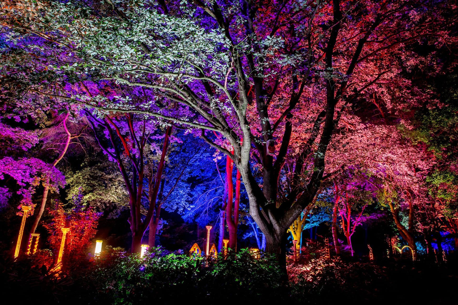 Bäume werden im Park der Gärten farblich illuminiert. Noch bis Mitte September können Besucher in eine Welt voller Licht und Schatten eintauchen.