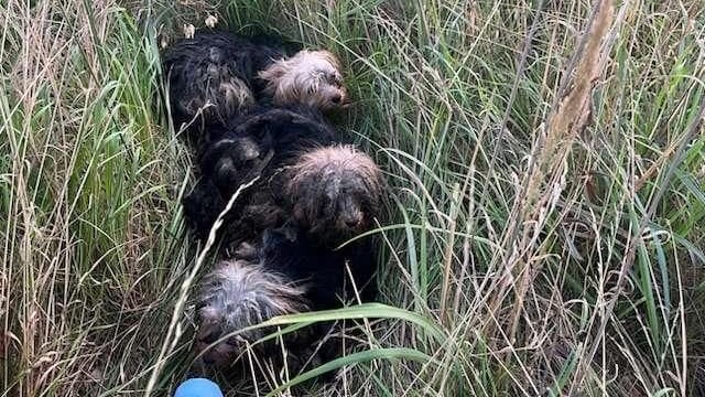 Hunde an der B244: Bei Helmstedt wurden vier verwahrloste Yorkshire-Terrier zurückgelassen.