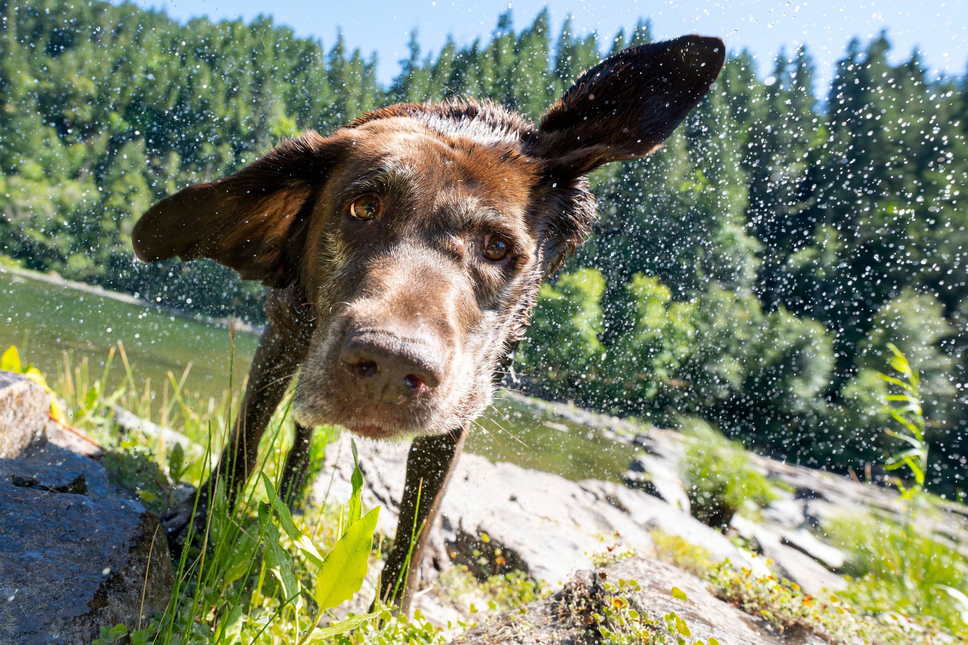 Er ist kinderlieb, will gefallen - und hat öfter mal Gewichtsprobleme: Kein Hund ist in Deutschland beliebter als der Labrador.
