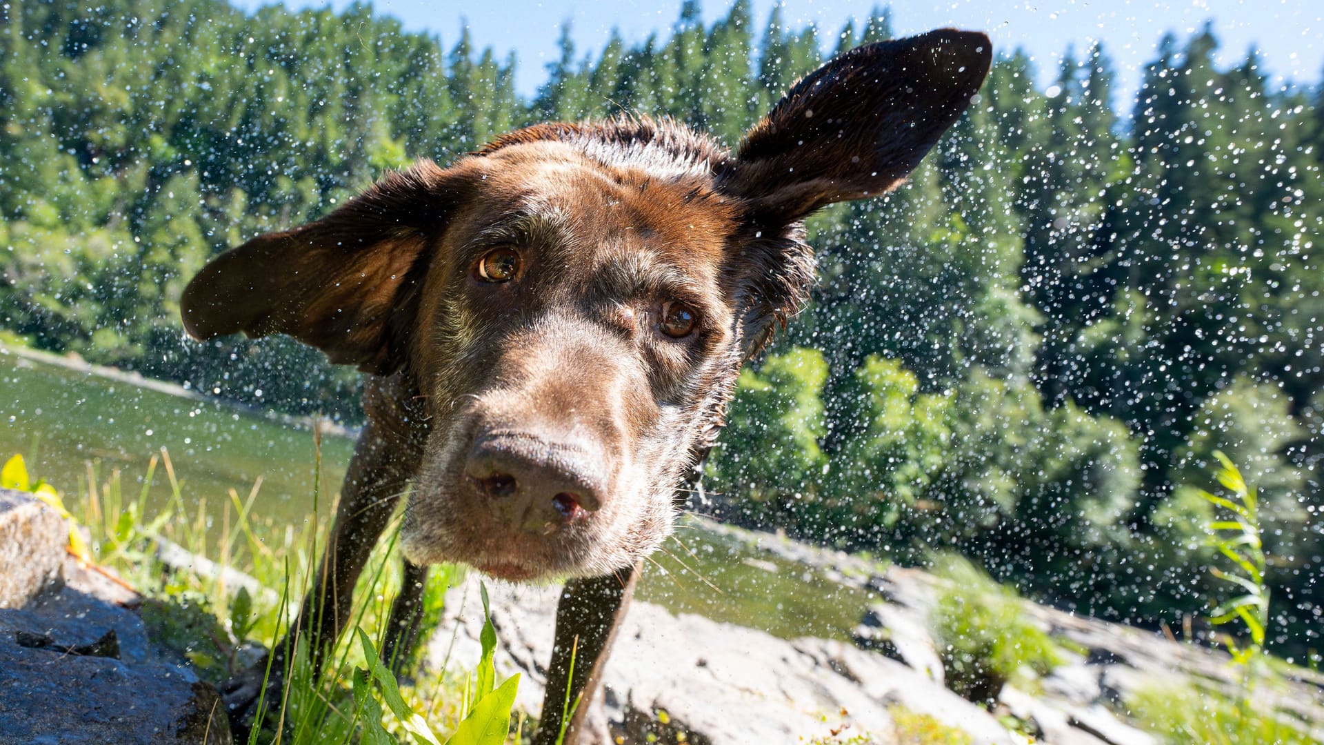 Er ist kinderlieb, will gefallen - und hat öfter mal Gewichtsprobleme: Kein Hund ist in Deutschland beliebter als der Labrador.