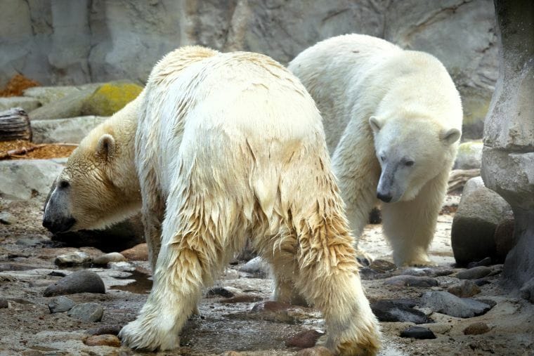 Die Eisbärinnen Lara und Valeska beschnuppern sich.