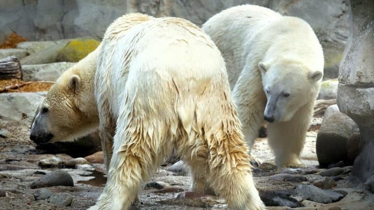 Die Eisbärinnen Lara und Valeska beschnuppern sich.