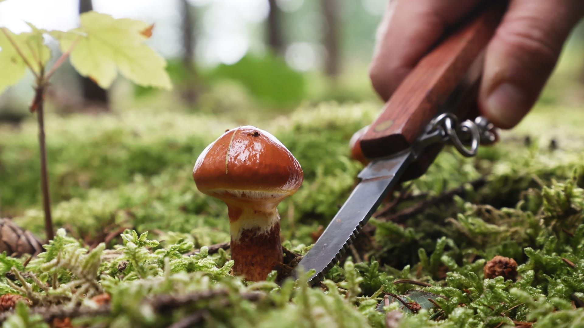 Pilzsaison Pilzsaison
