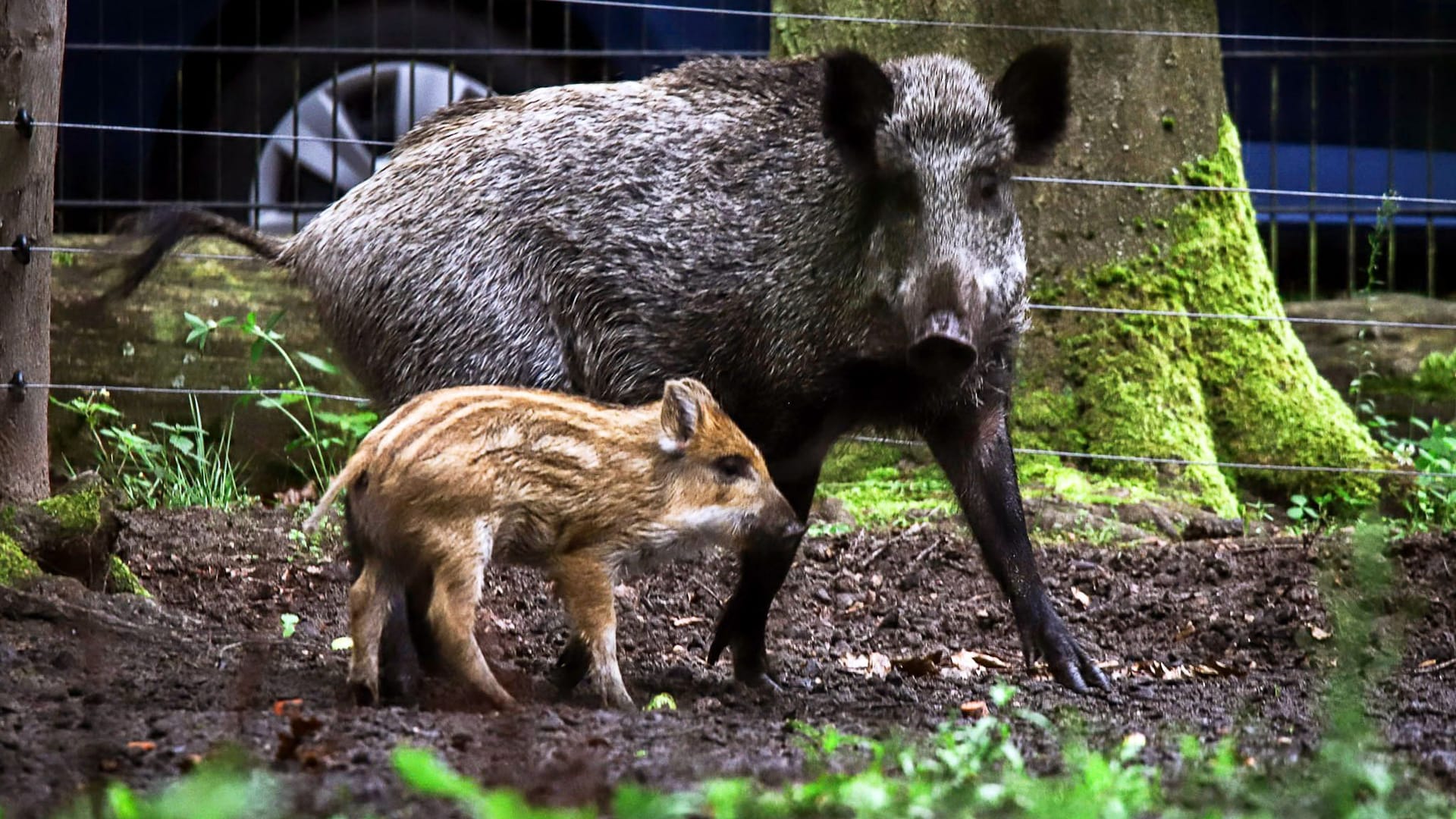 Berliner Wildschweine getauft