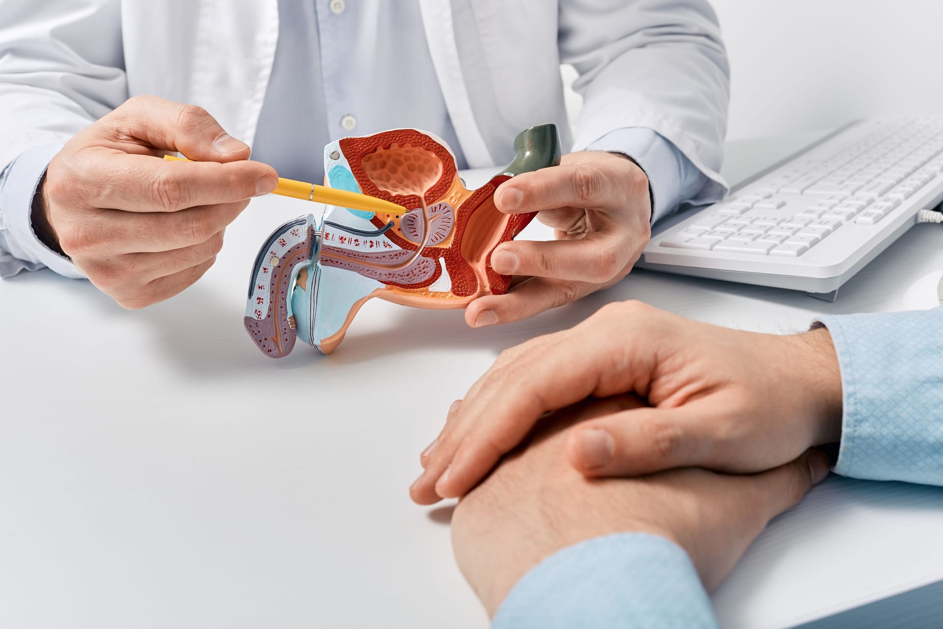 Urologe zeigt einem Patienten ein Modell der Prostata: Viele Männer kostet es Überwindung, zur Krebsvorsorge zu gehen