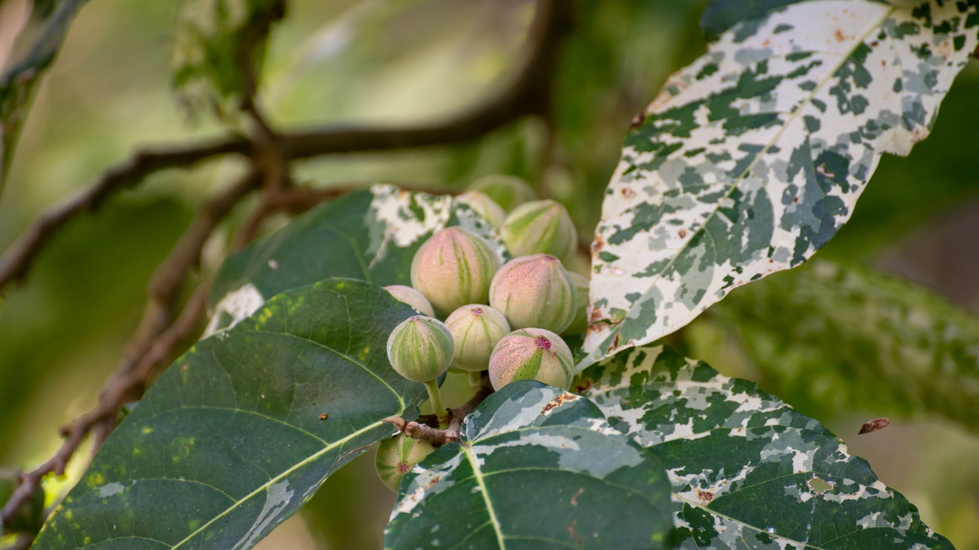 Fruits and leaves of tropical mosaic fig tree ficus aspera
