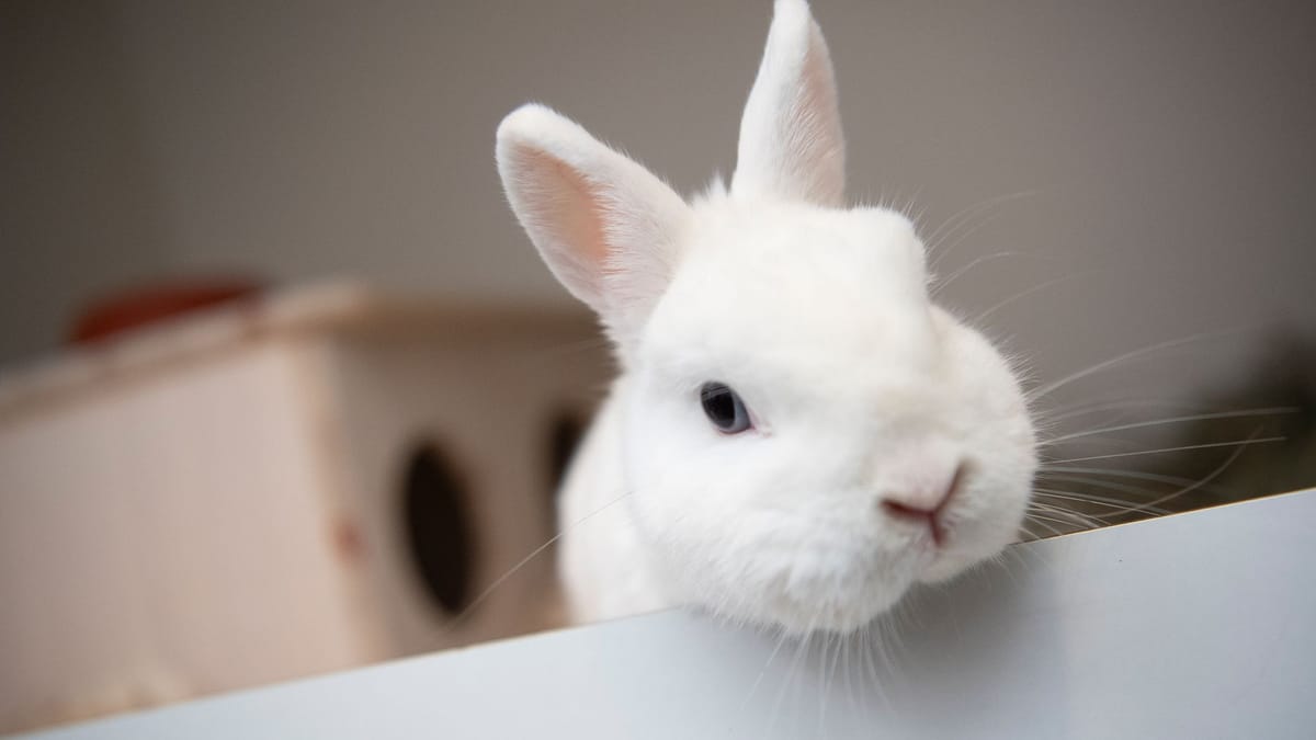 Influencerin setzt Kaninchen im Wald aus – Ermittlungen