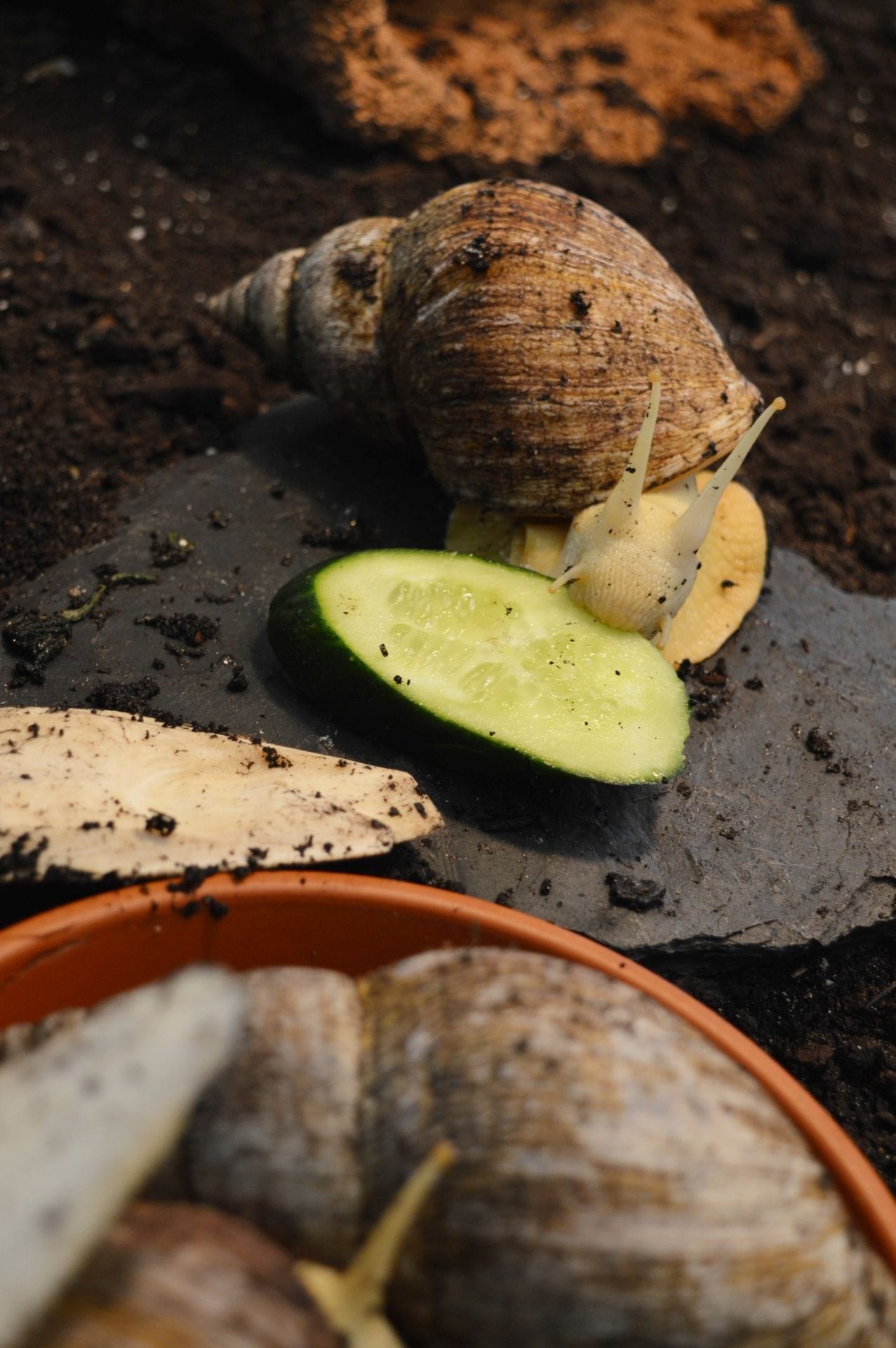 Großer Appetit: Im Bremer Tierheim lässt sich das Quintett es gerade gut gehen.
