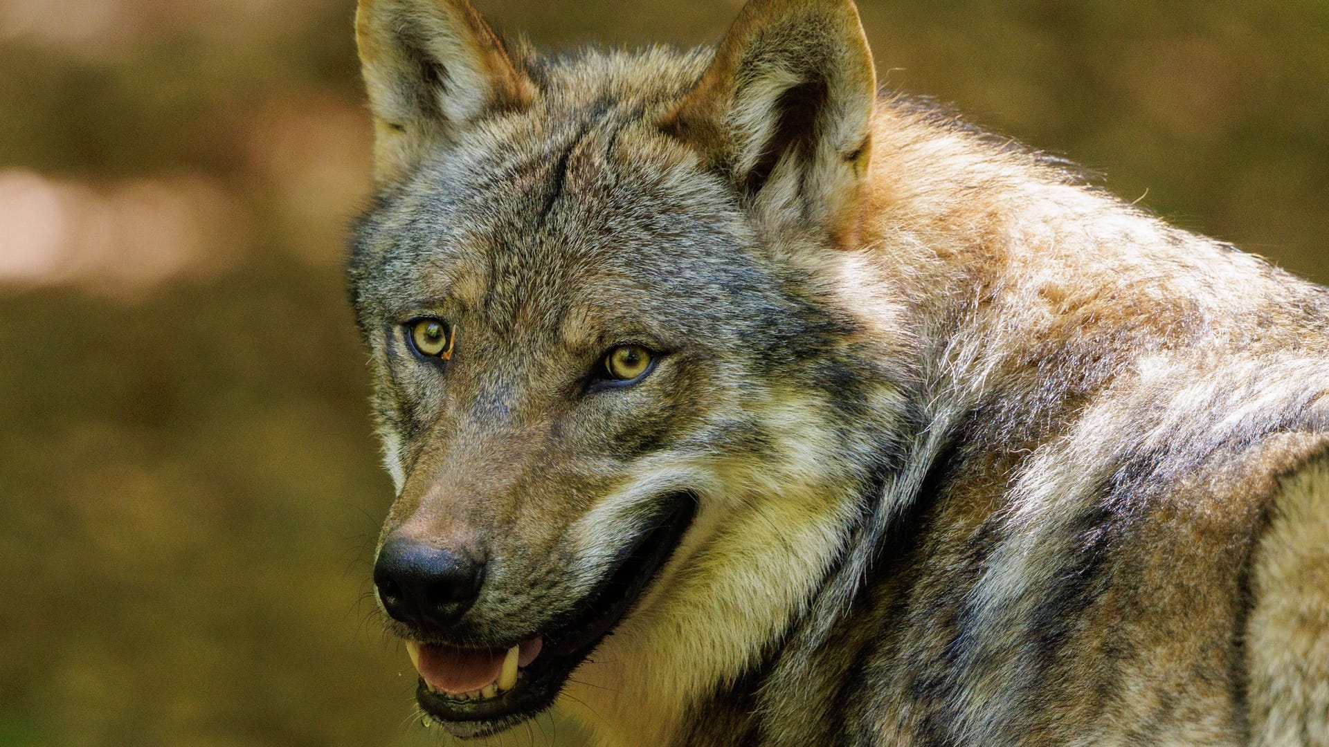 Ein Wolf im Wald (Symbolbild): Bei dem Angriff wurde ein Sechsjähriger verletzt.