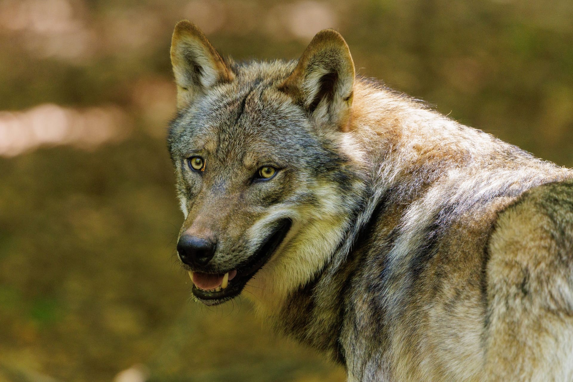Ein Wolf im Wald (Symbolbild): Bei dem Angriff wurde ein Sechsjähriger verletzt.