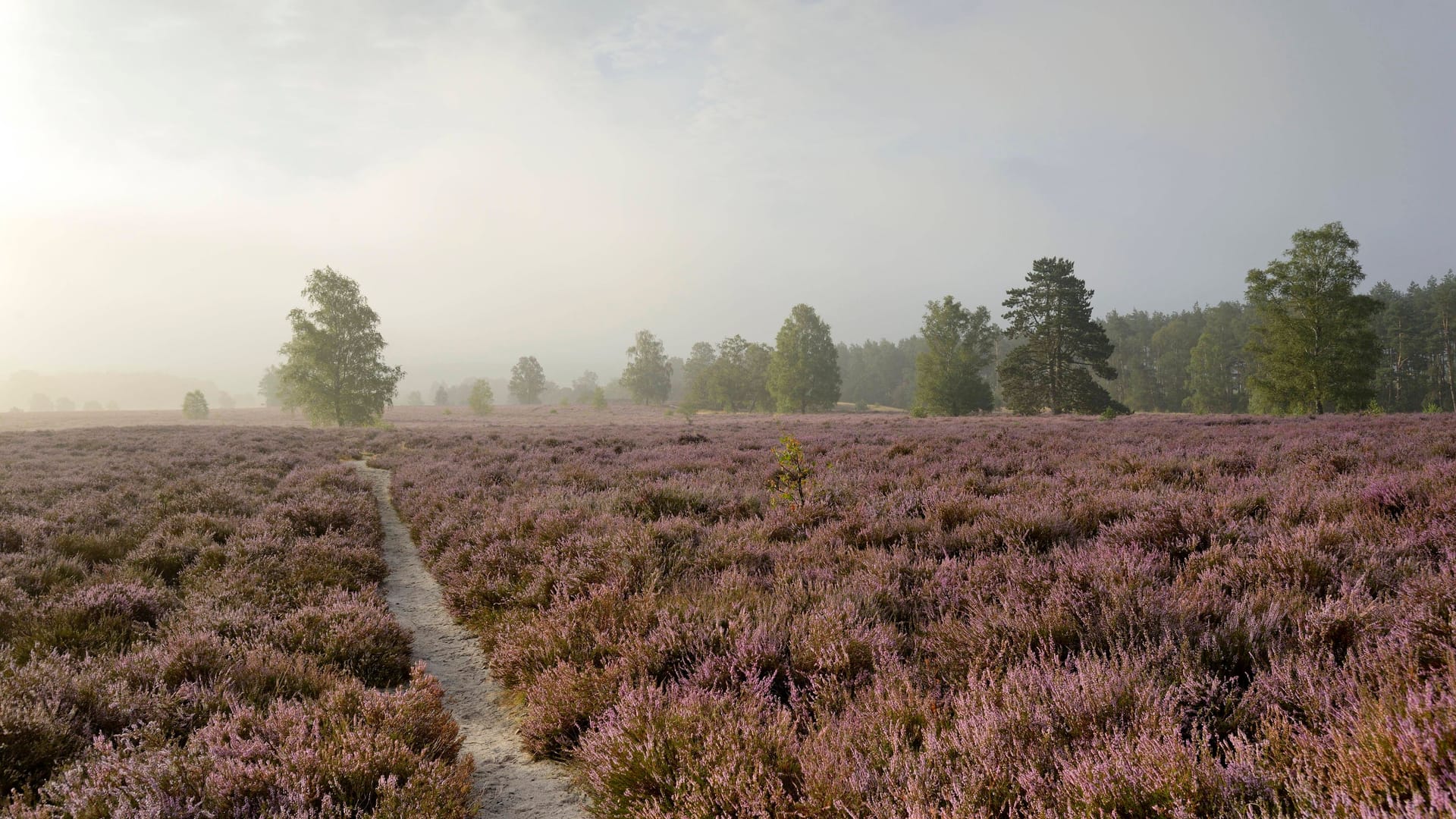 Heidelandschaft am Wietzer Berg: Ein Wanderpfad führt durch die blühende Besenheide.