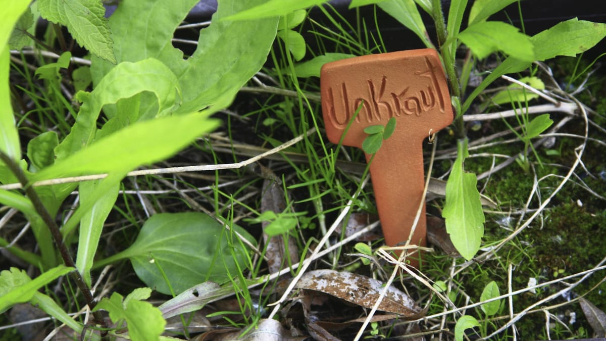 Unkraut auf dem Balkon: Kübelpflanzen sauber halten