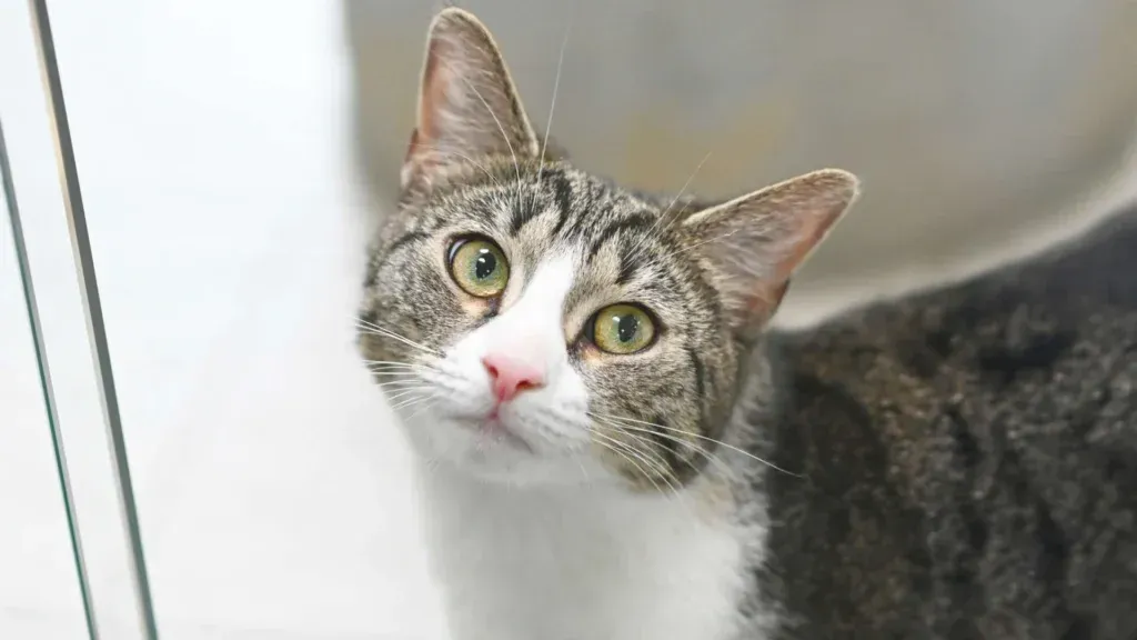Katze Bärbel aus dem Tierheim Berlin