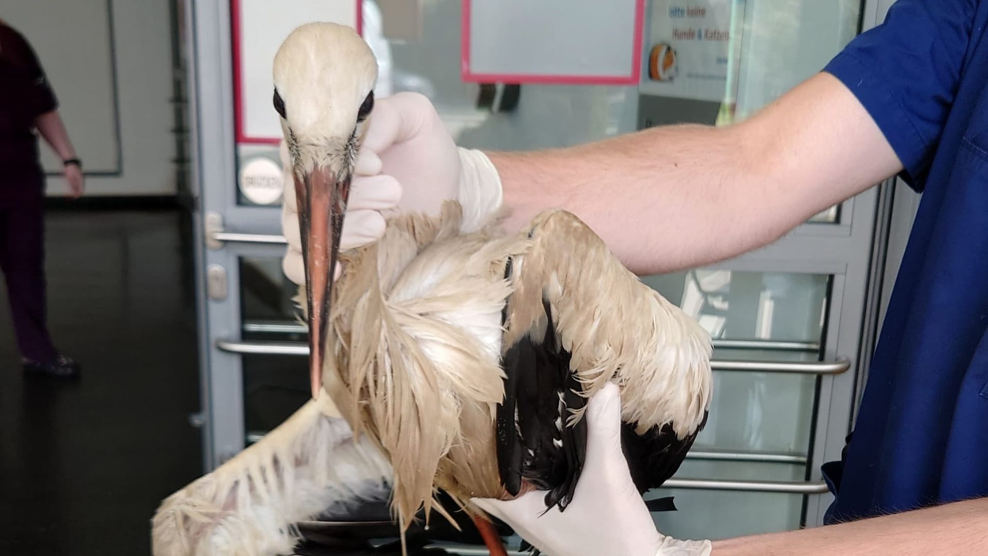 Völlig durchnässt: Der Storch bei seiner Ankunft in der Tierärztlichen Hochschule.