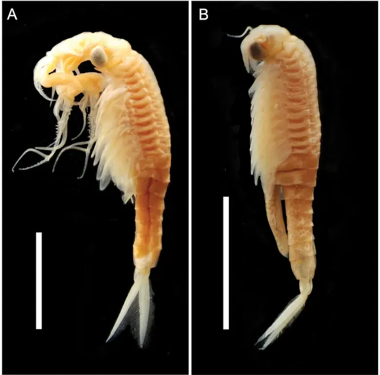 Die Feenkrebsart Streptocephalus warliae auf dem Jawahar-Plateau in Maharashtra.