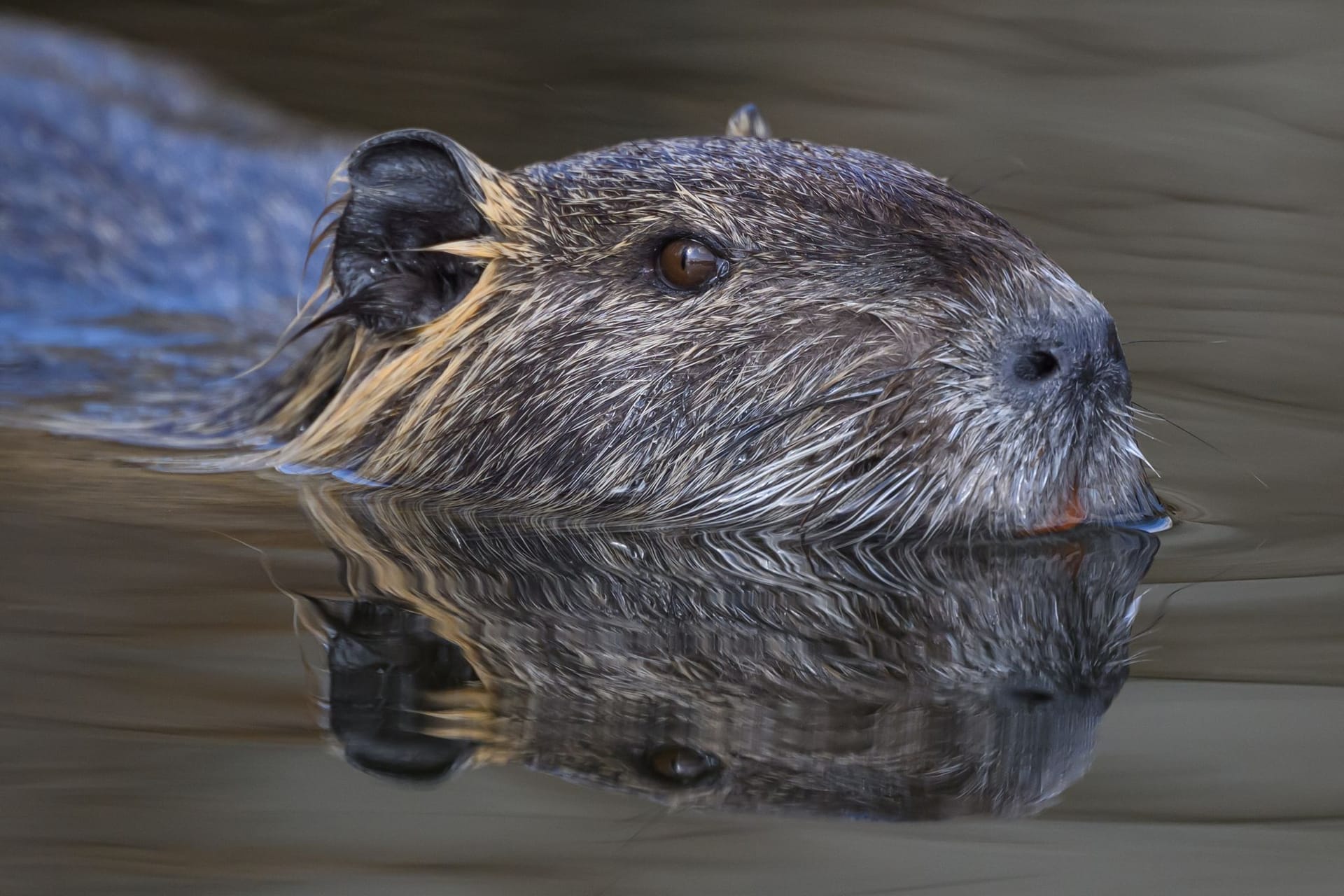 Nutria im Spreewald