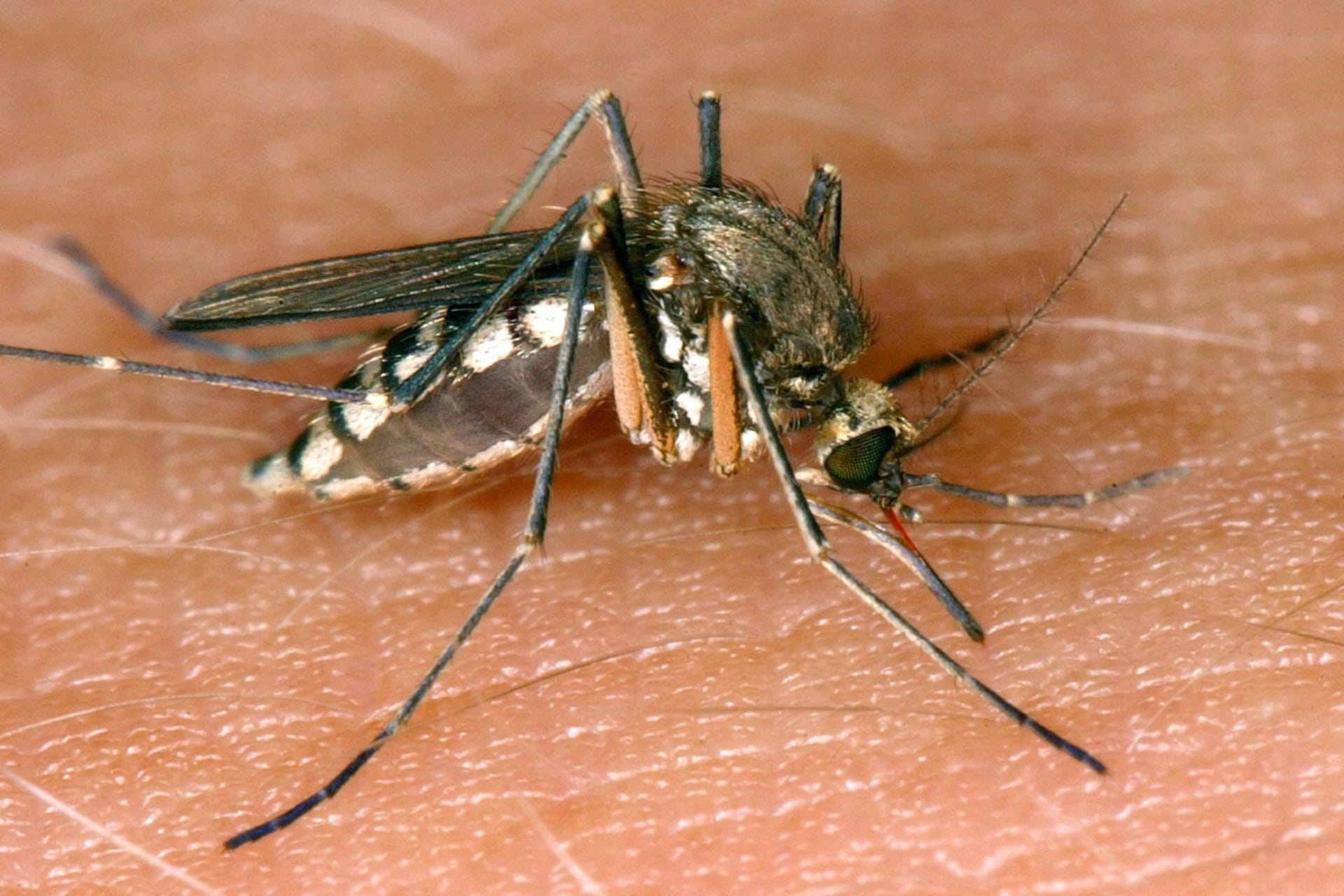West-Nil-Virus in Italien
