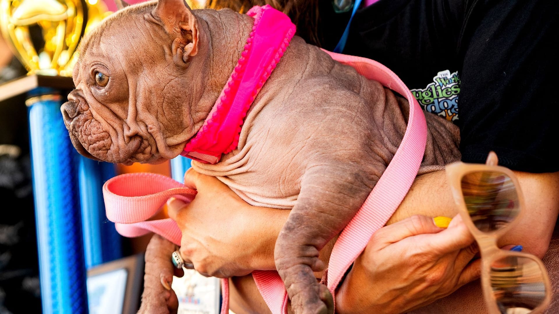 Wettbewerb für hässliche Hunde Wettbewerb für hässliche Hunde