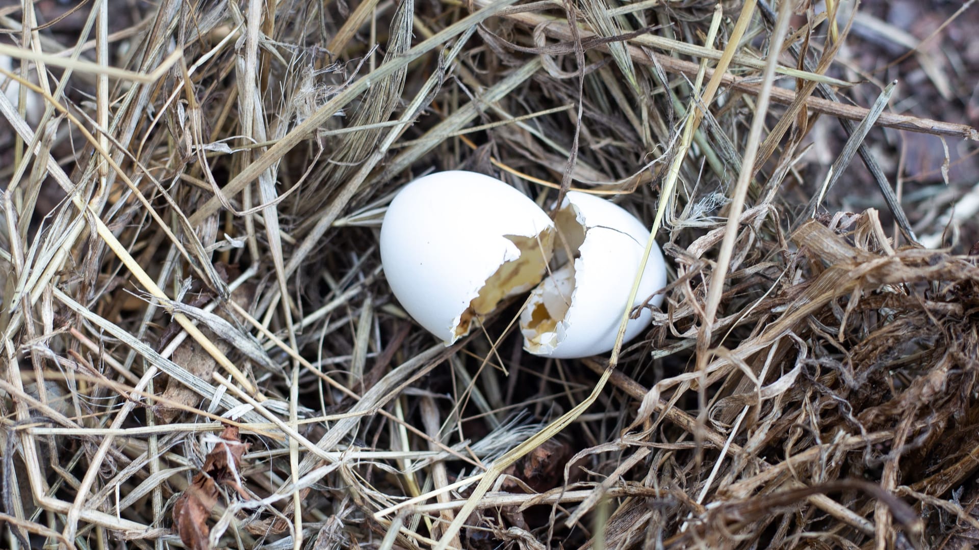 White shell pigeon egg on dry grass. Live nature