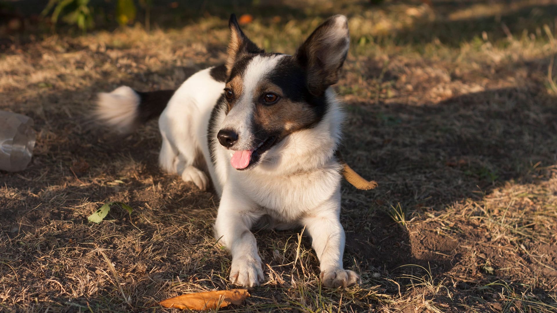 Ein Hund liegt auf einer Wiese (Symbolbild): Ein Mischling aus einem Hamburger Tierheim soll ein neues Zuhause finden.