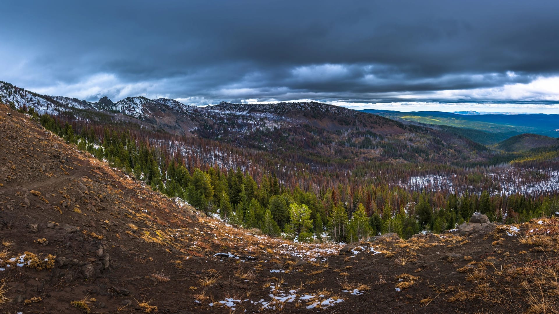 Malheur National Forest: In diesem Wald in Oregon breitet sich das größte bekannte Lebewesen der Welt aus.