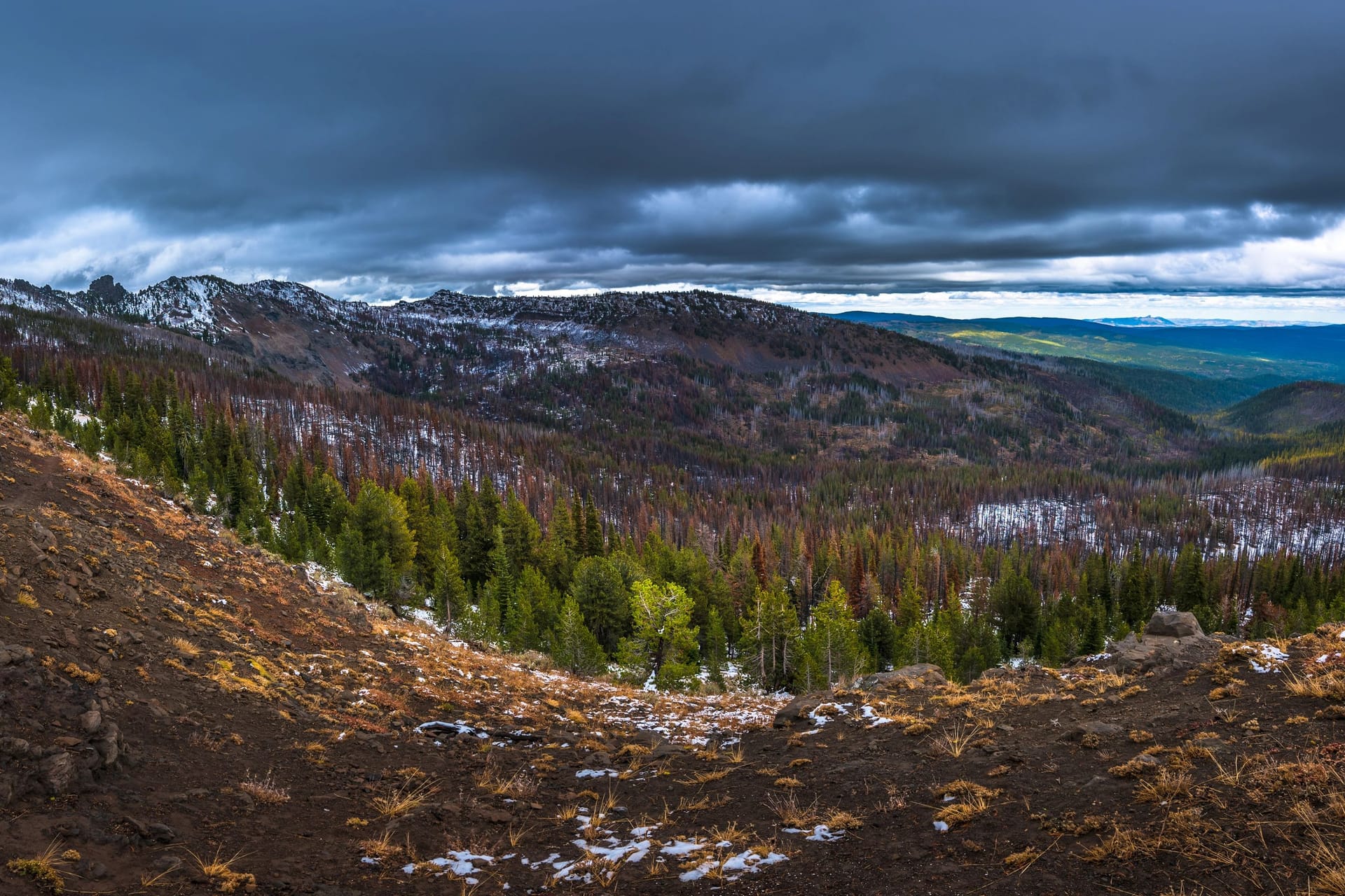 Malheur National Forest: In diesem Wald in Oregon breitet sich das größte bekannte Lebewesen der Welt aus.