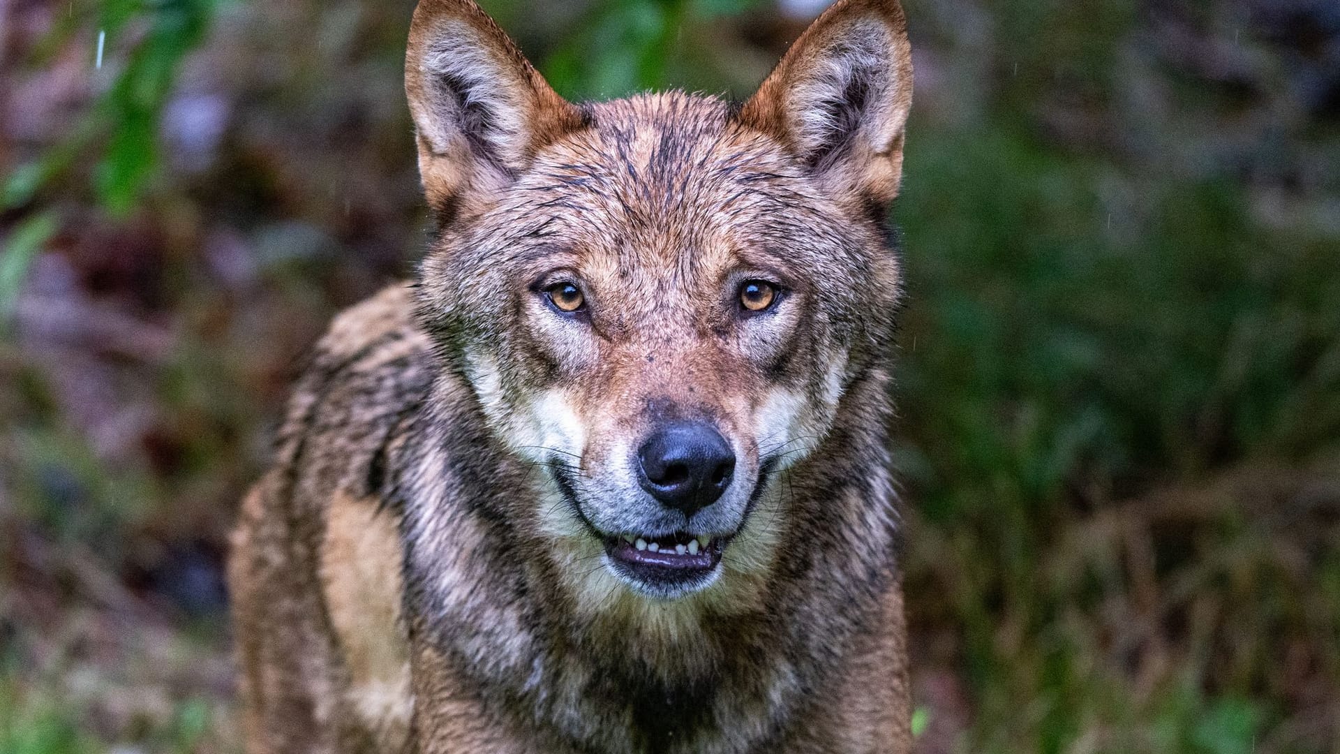 Wolf beißt Jungen in den Niederlanden und zerrt ihn in Wald Wolf beißt Jungen in den Niederlanden und zerrt ihn in Wald