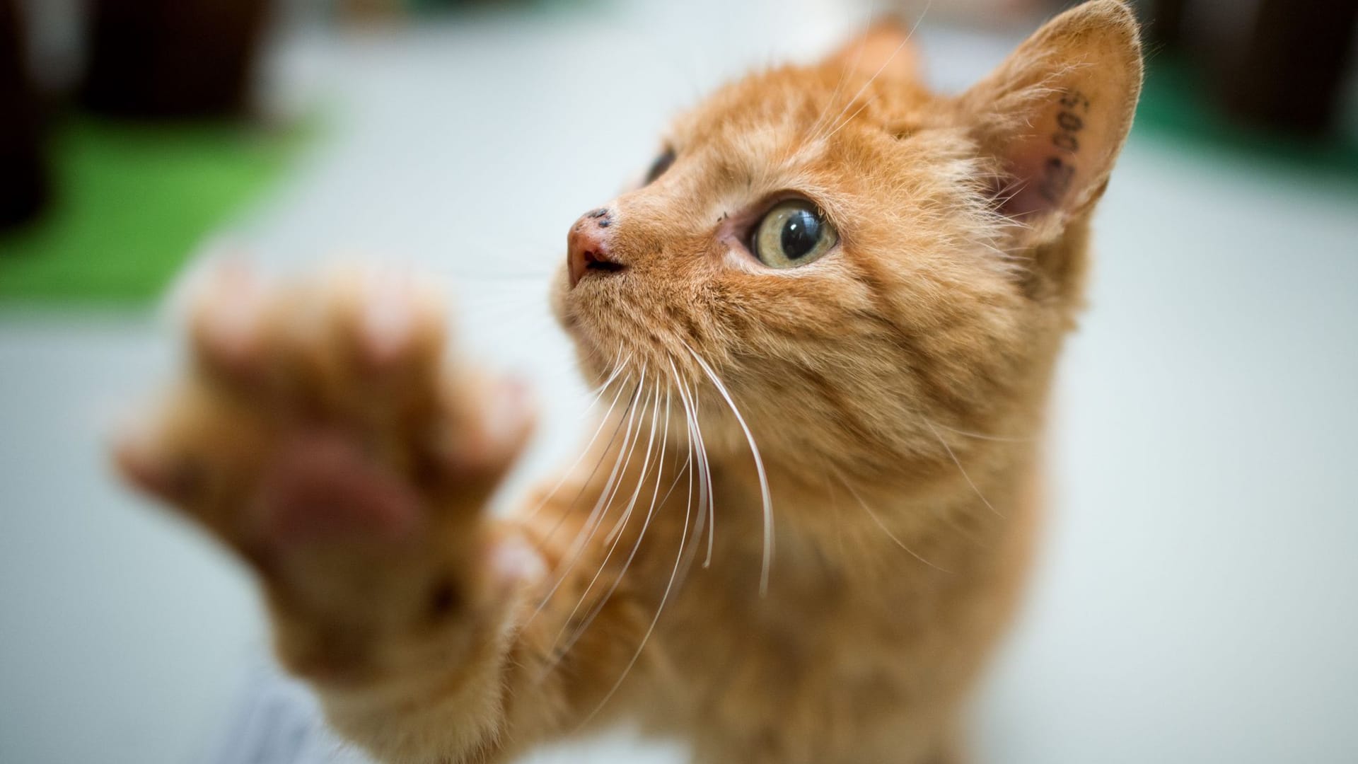 Katze hebt ihre Pfote