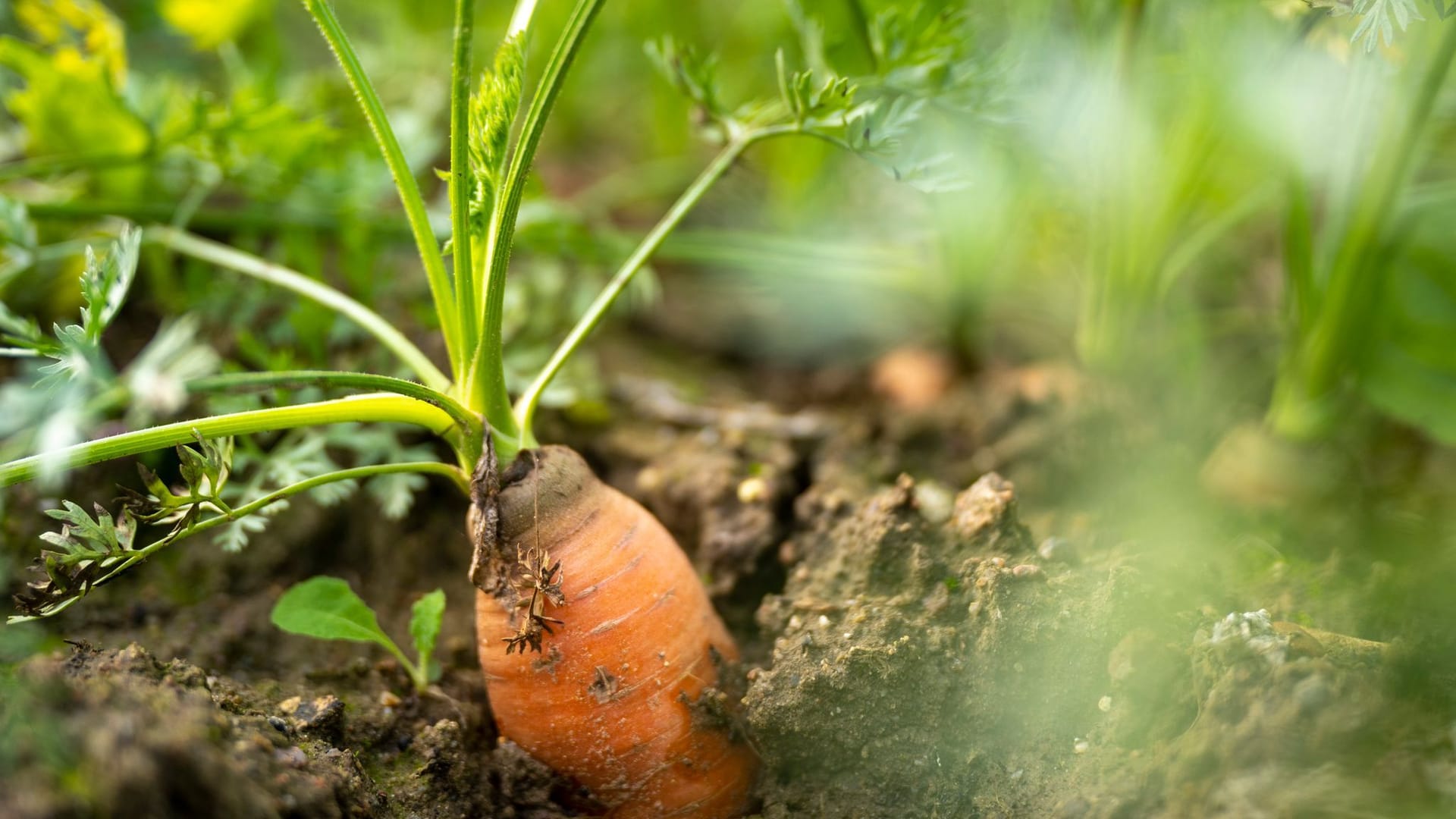 Sparen beim Bio-Einkauf Sparen beim Bio-Einkauf