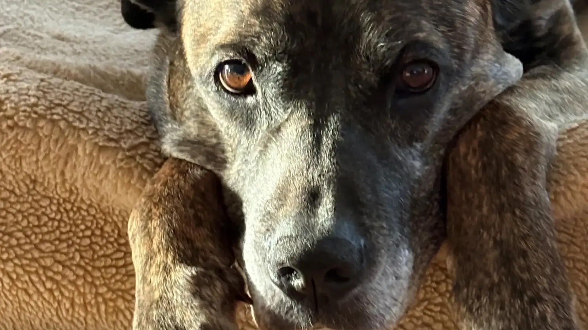 Pascha lebte schon seit vielen Jahren im Tierheim Hamburg in der Süderstraße. Thorsten und seine Ehefrau Birgit nehmen emotional Abschied