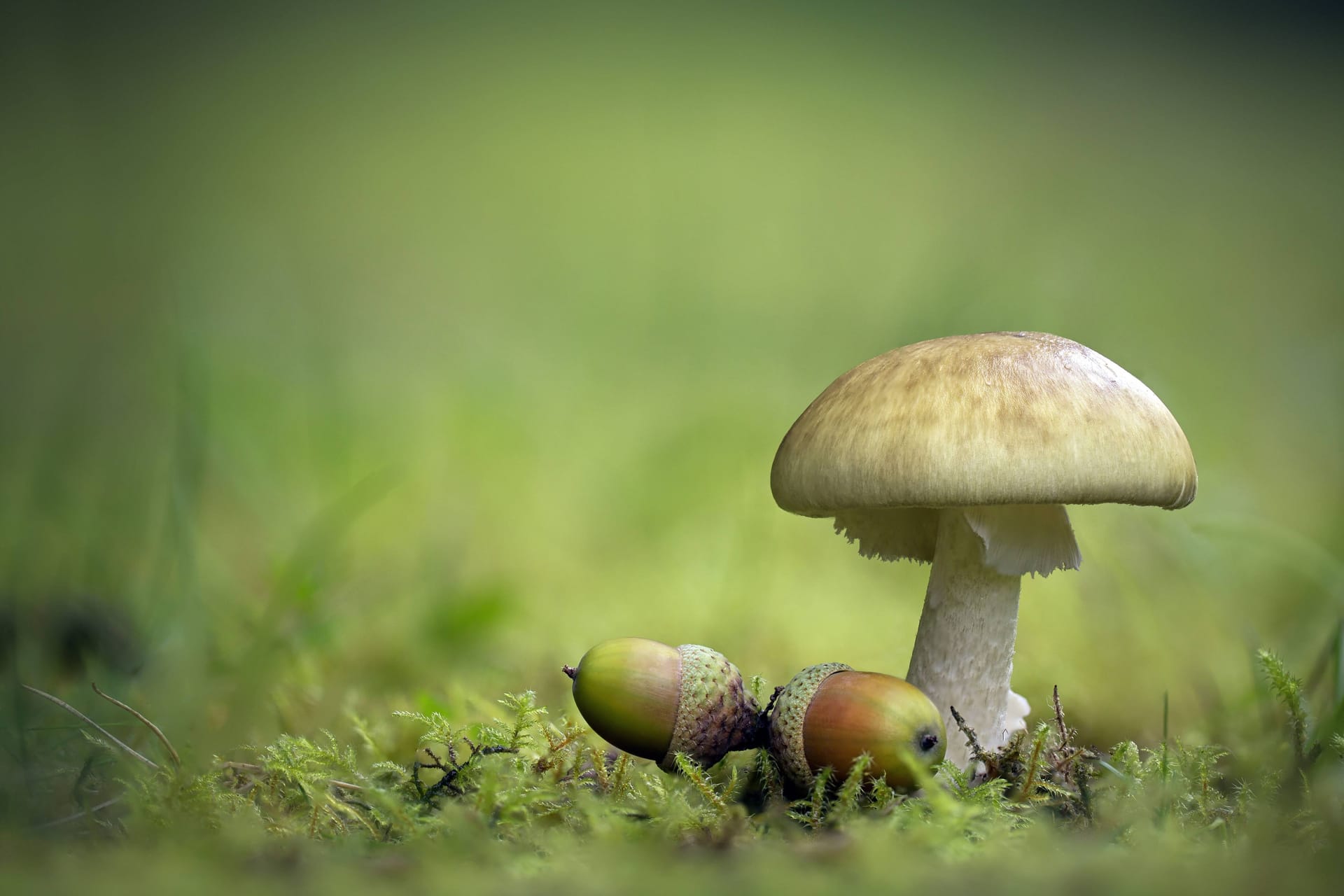 imago images 88319163 imago images 88319163