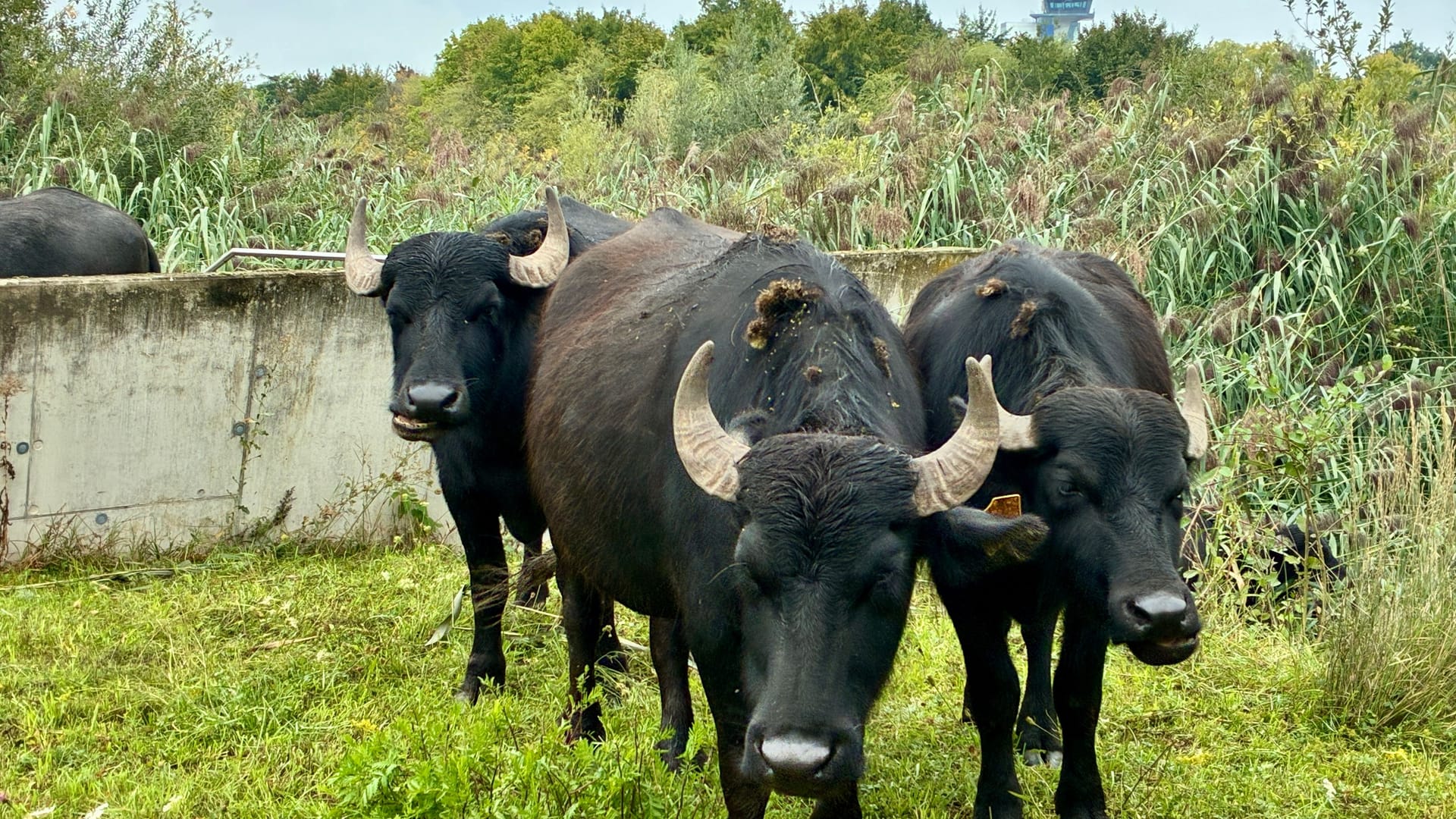 Die Tiere sorgen für Landschaftspflege am Bucher Landgraben.