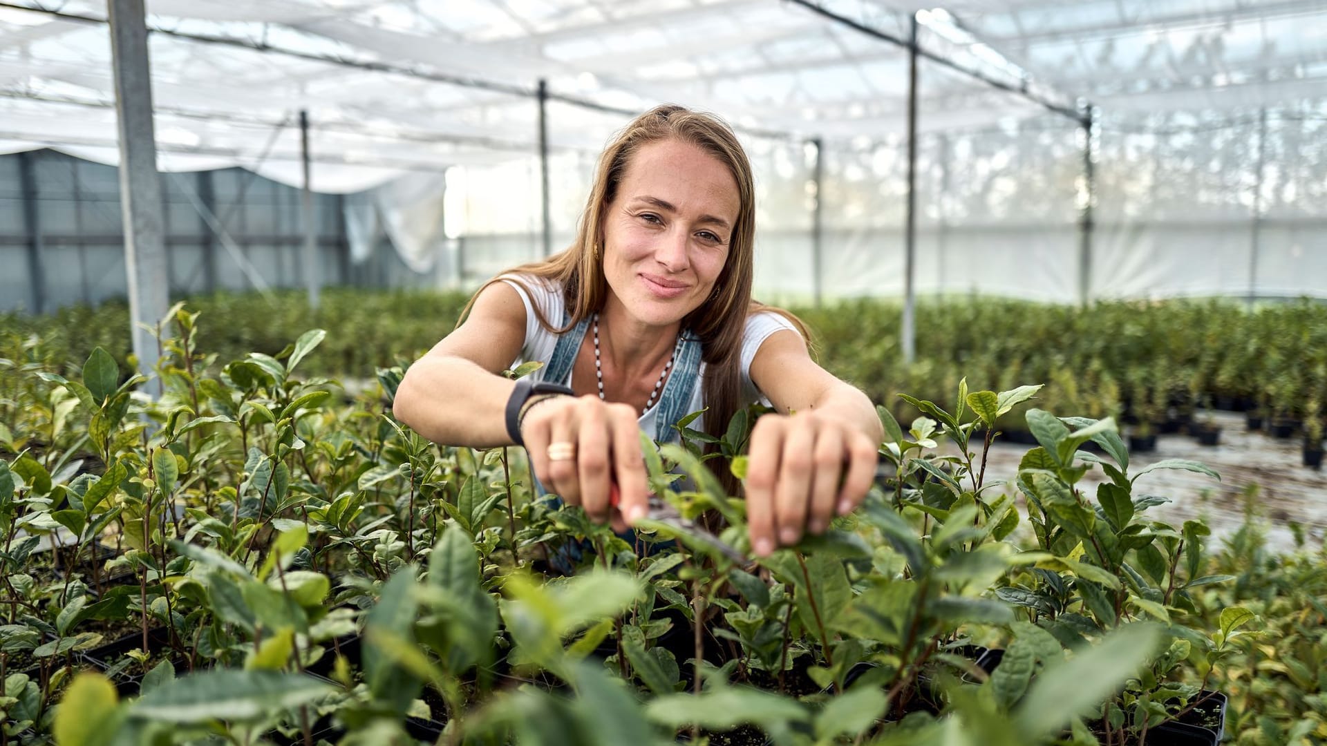 Globaler Matcha-Boom sorgt für Engpässe Globaler Matcha-Boom sorgt für Engpässe