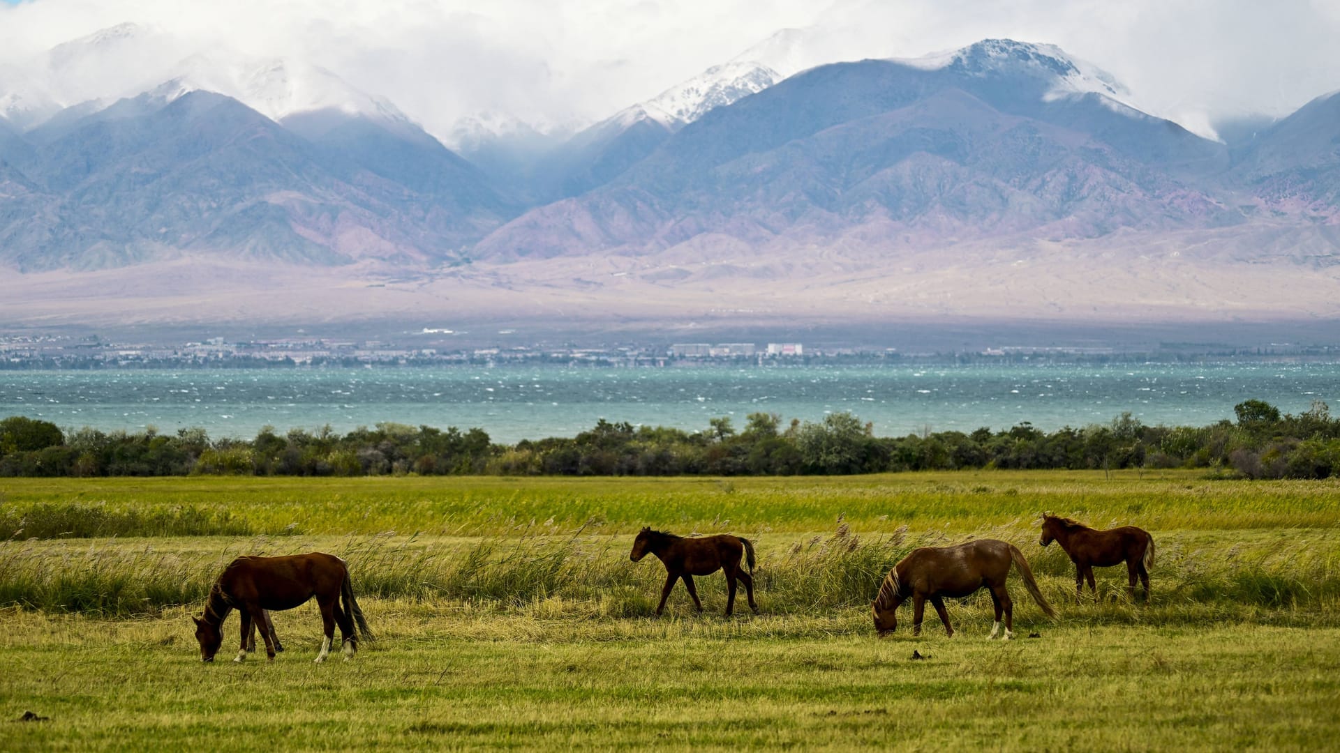 Tien Shan Berge in Kirgistan: Auf den Touren können Wanderer Wildpferden begegnen. Tien Shan Berge in Kirgistan: Auf den Touren können Wanderer Wildpferden begegnen.