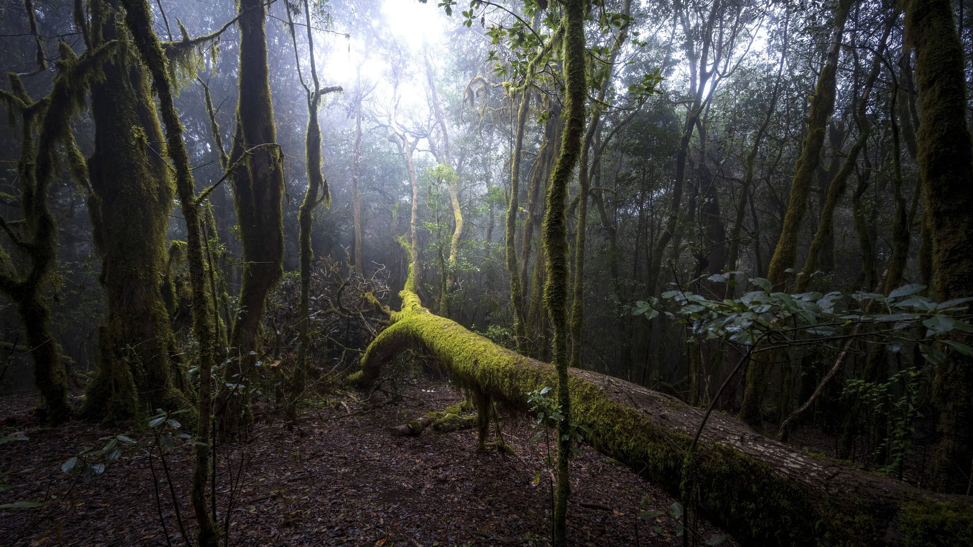Nebelschwaden: Der Nationalplark Garajonay gehört zum Unesco-Weltnaturerbe.