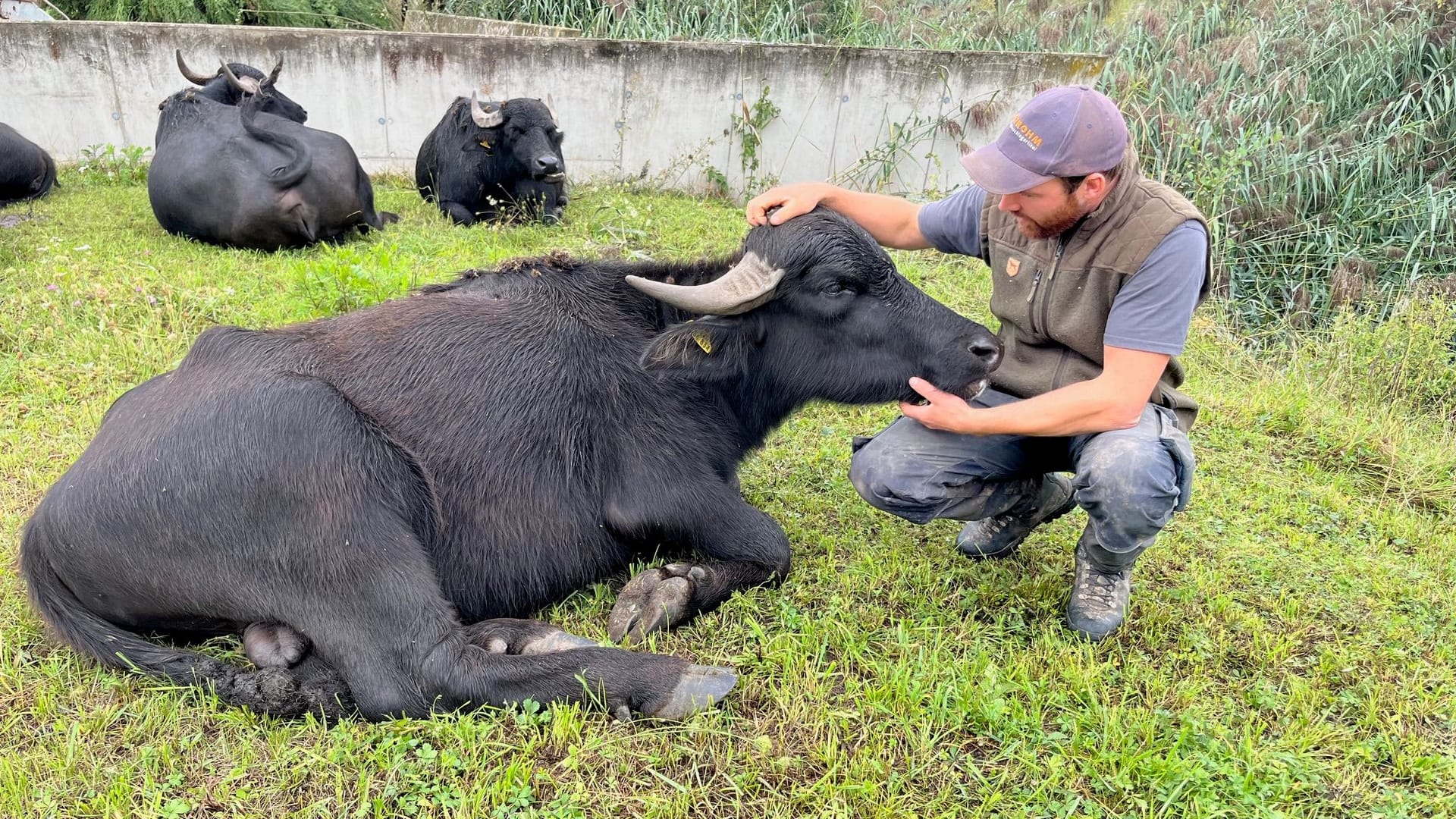 Männchen Sepp mag Kraulen: Franz Fleischmann ist Wasserbüffel-Hirte aus Nürnberg.
