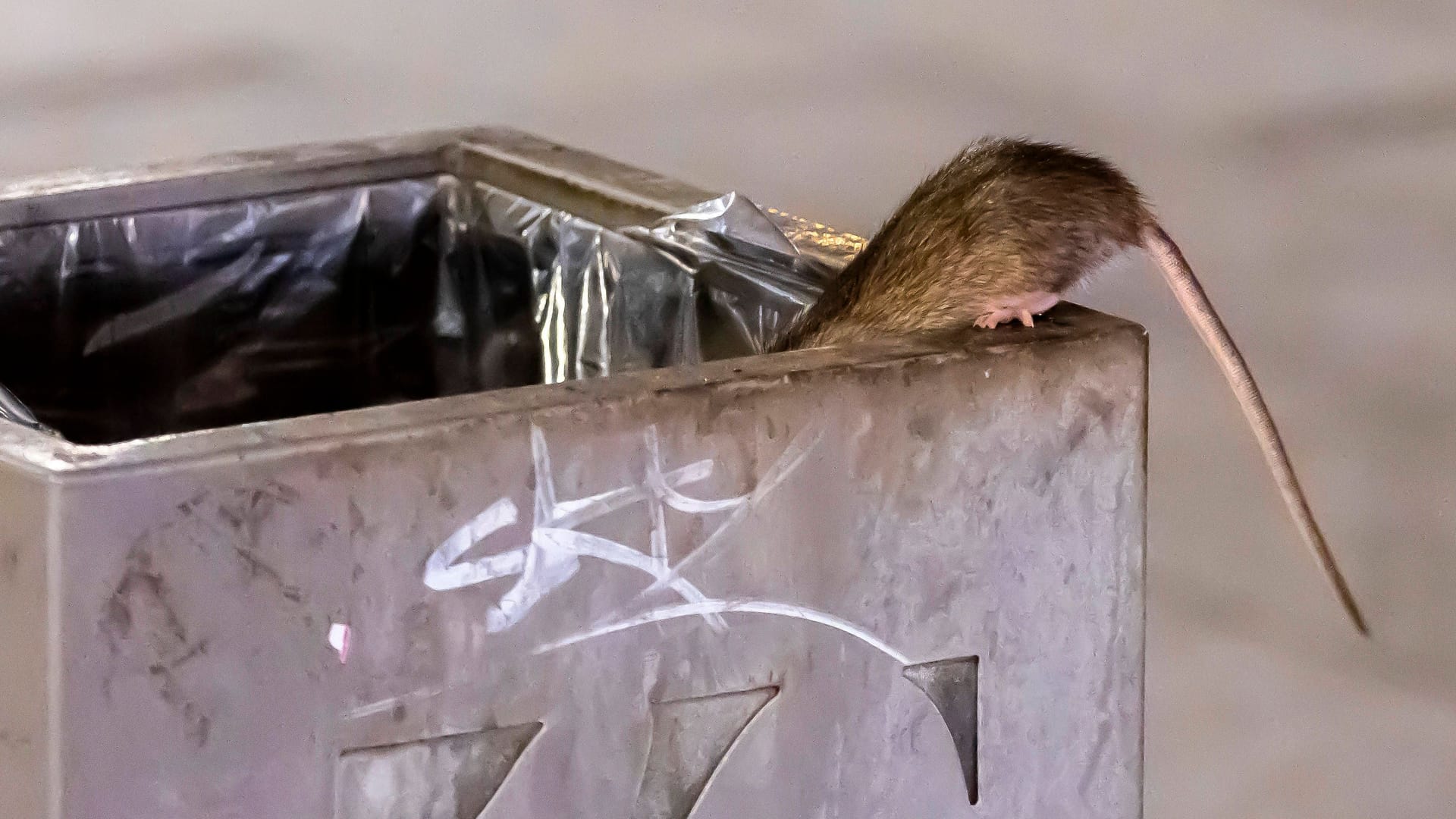 Einfach nur ein schlechtes Image? Ratte in Paris. Einfach nur ein schlechtes Image? Ratte in Paris.