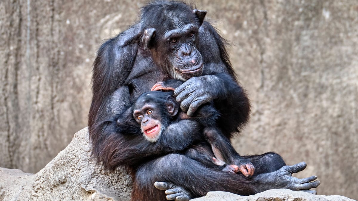 Bremerhaven: Affenbaby eingeschläfert – Veterinäramt schaltet sich ein