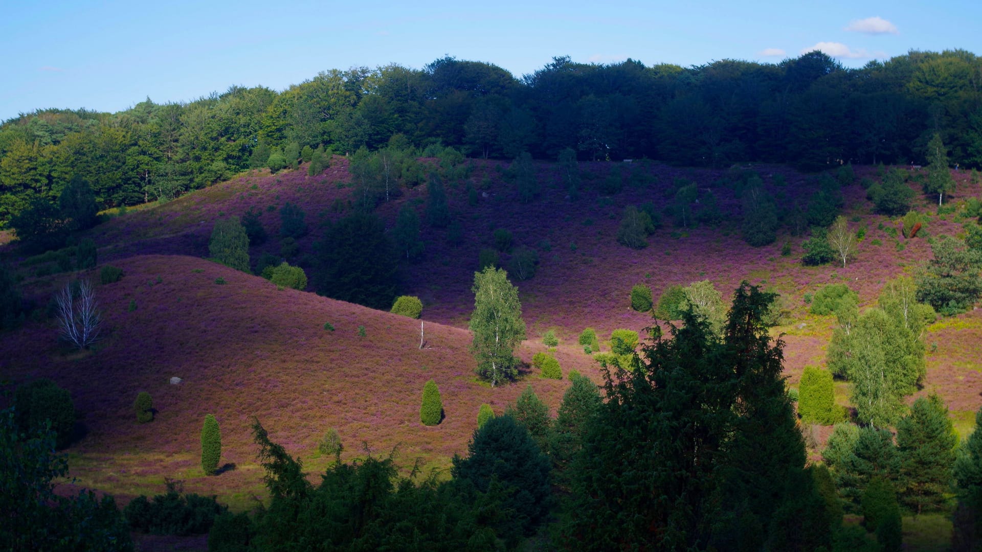 Blick in den Totengrund in der Lüneburger Heide: Das Fotomotiv gilt als äußerst beliebt. Blick in den Totengrund in der Lüneburger Heide: Das Fotomotiv gilt als äußerst beliebt.