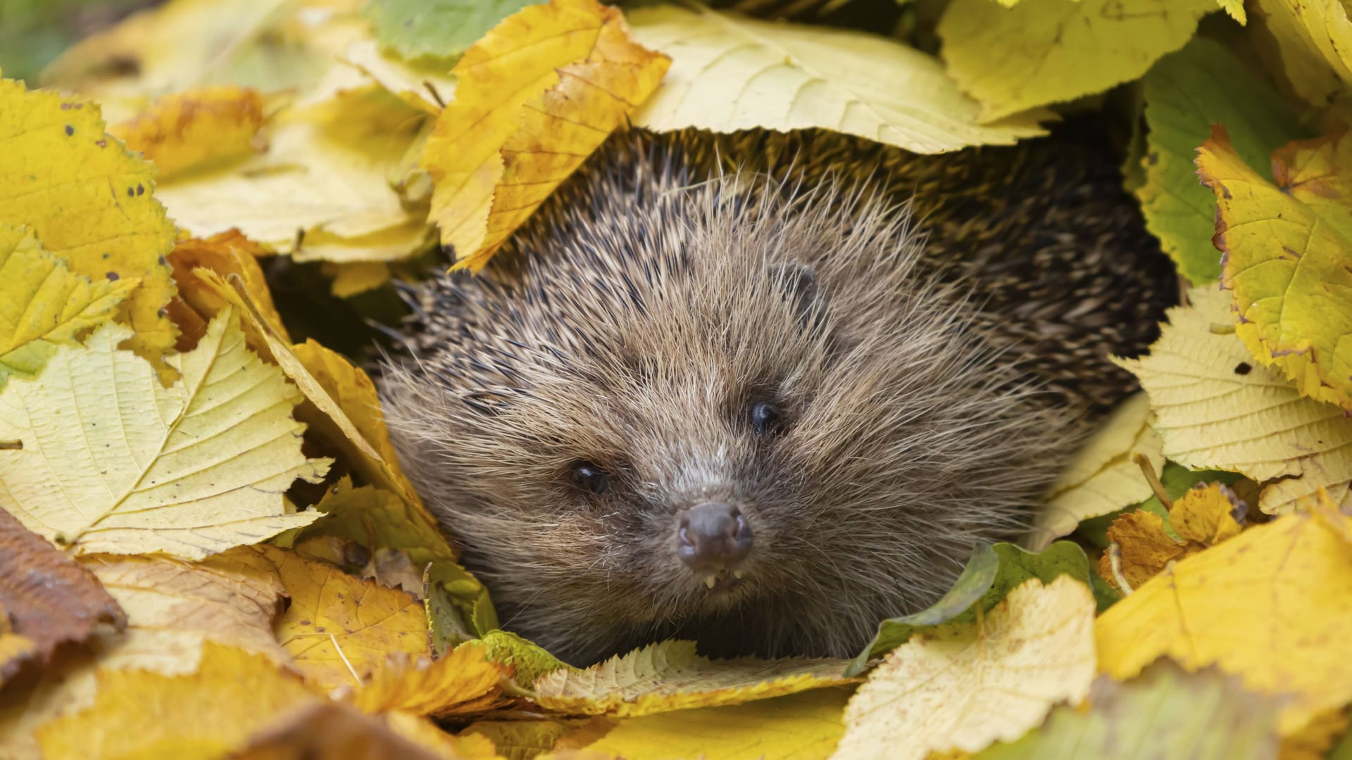 imago images 0773183799