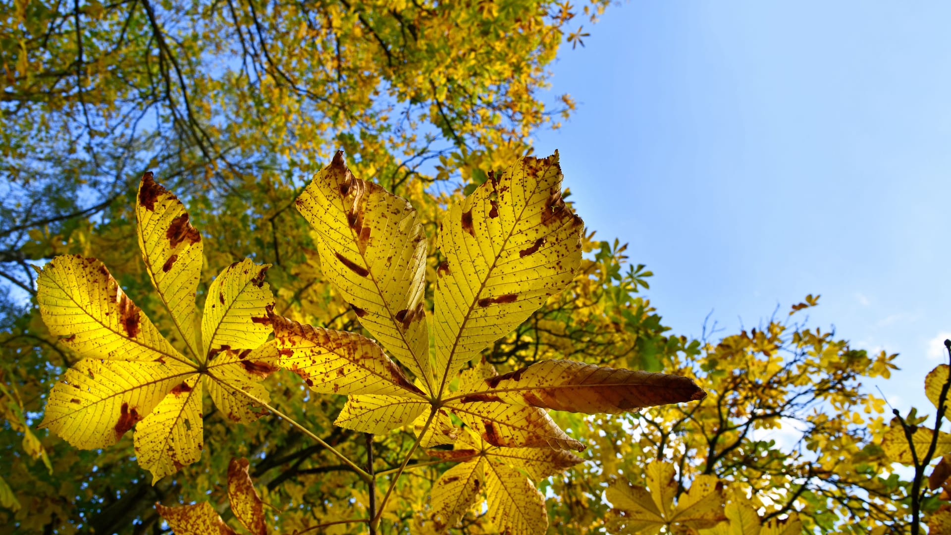 Herbstlicher Rosskastanienbaum (Symbolfoto): In Chorweiler hat die Stadt nach einem Fall des sogenannten Baumfrevels Anzeige bei der Polizei erstattet. Herbstlicher Rosskastanienbaum (Symbolfoto): In Chorweiler hat die Stadt nach einem Fall des sogenannten Baumfrevels Anzeige bei der Polizei erstattet.