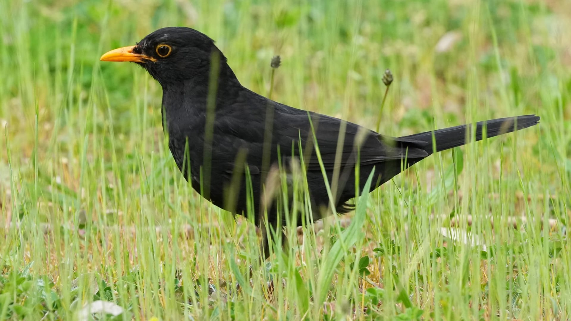 Amsel Amsel